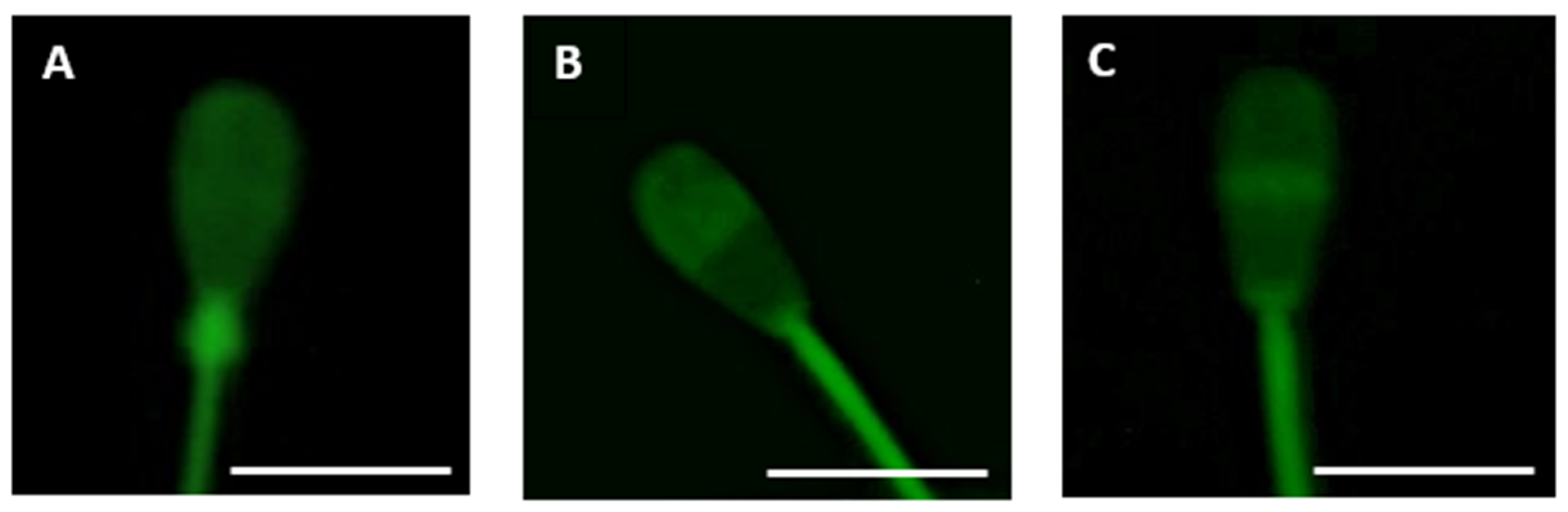 Animals 11 01788 g002 Animals 11 01788 g002