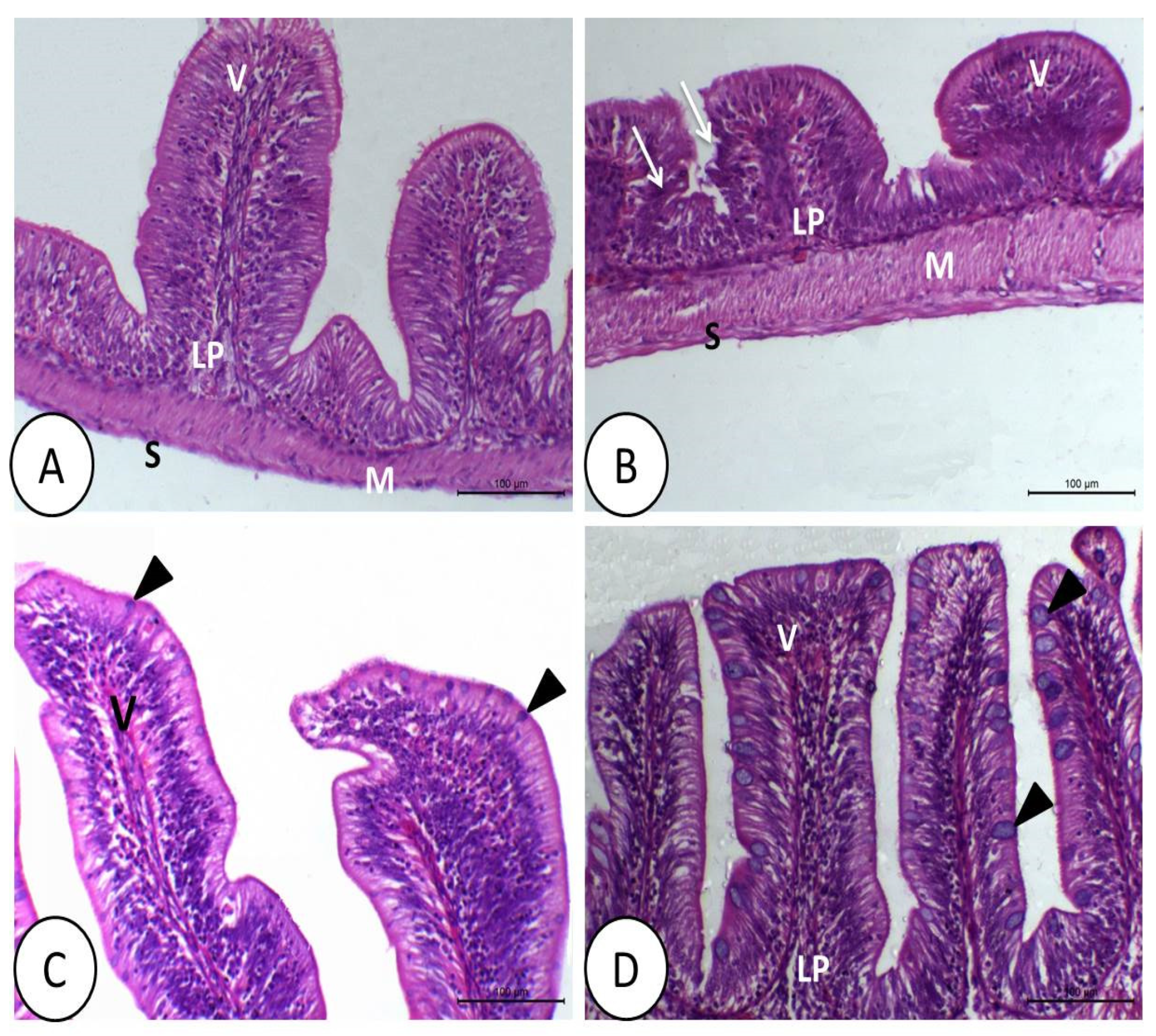 Animals 11 01790 g003 Animals 11 01790 g003