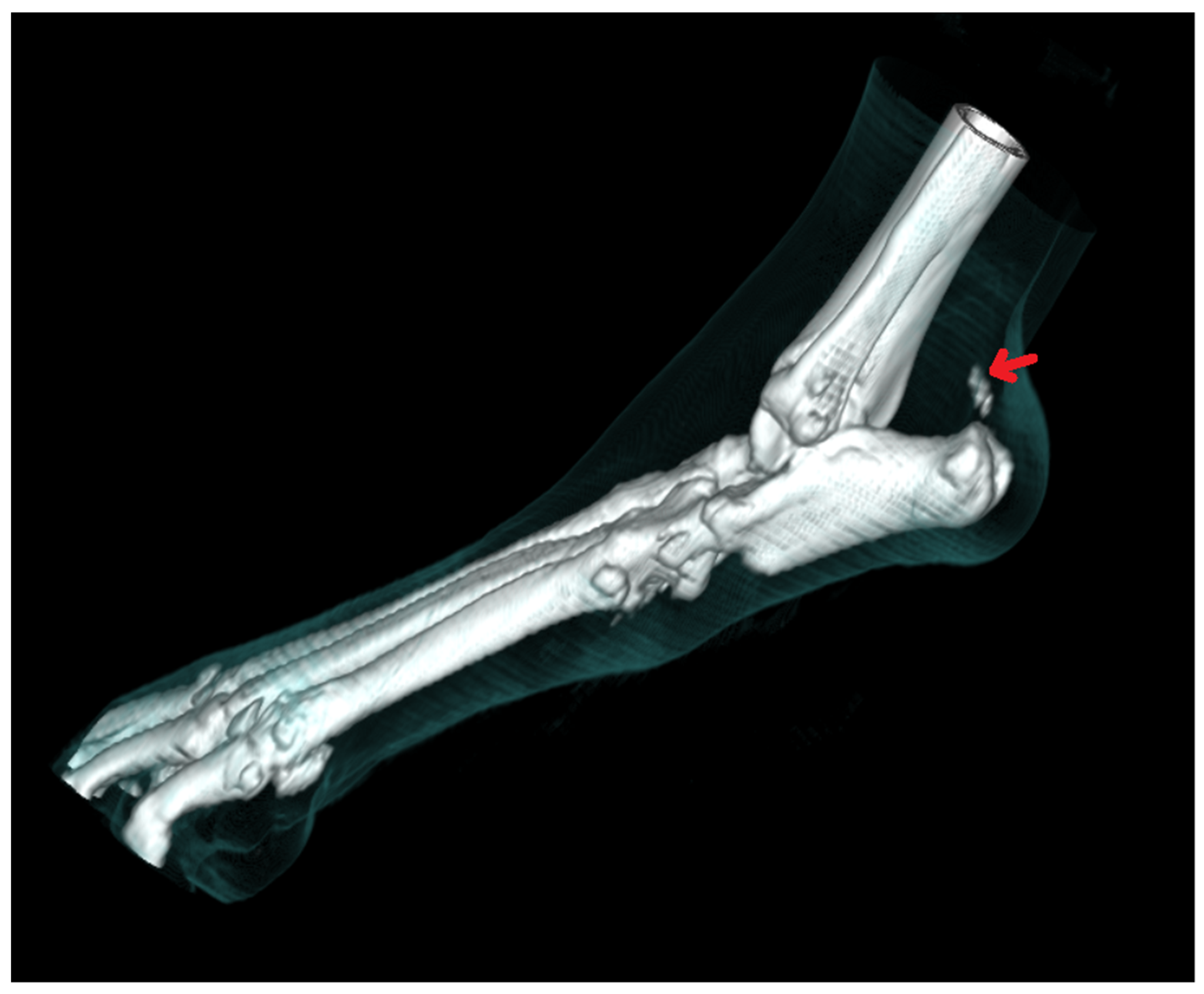 adaptive radiography free download pdf quin