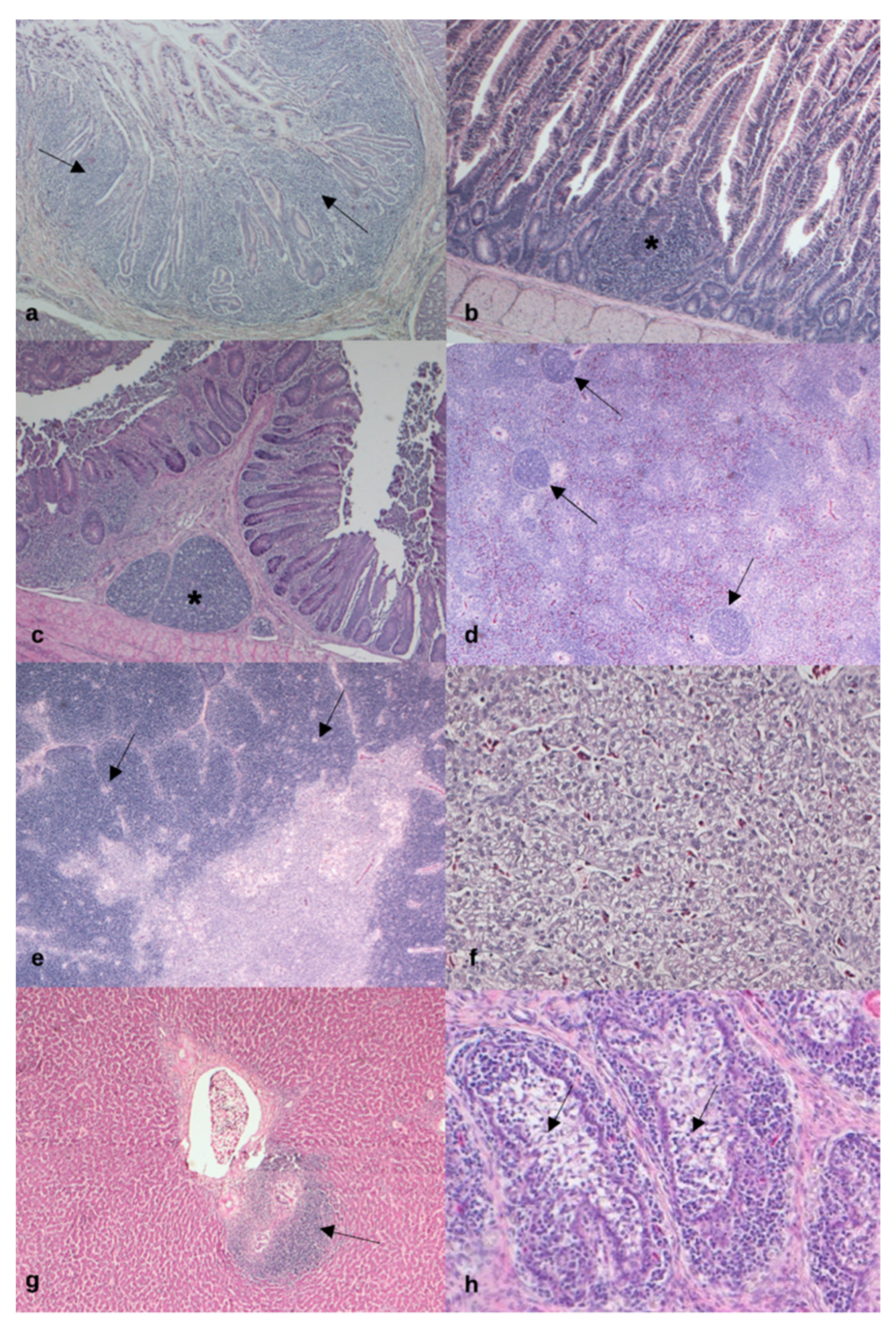 Animals 11 01837 g001 550