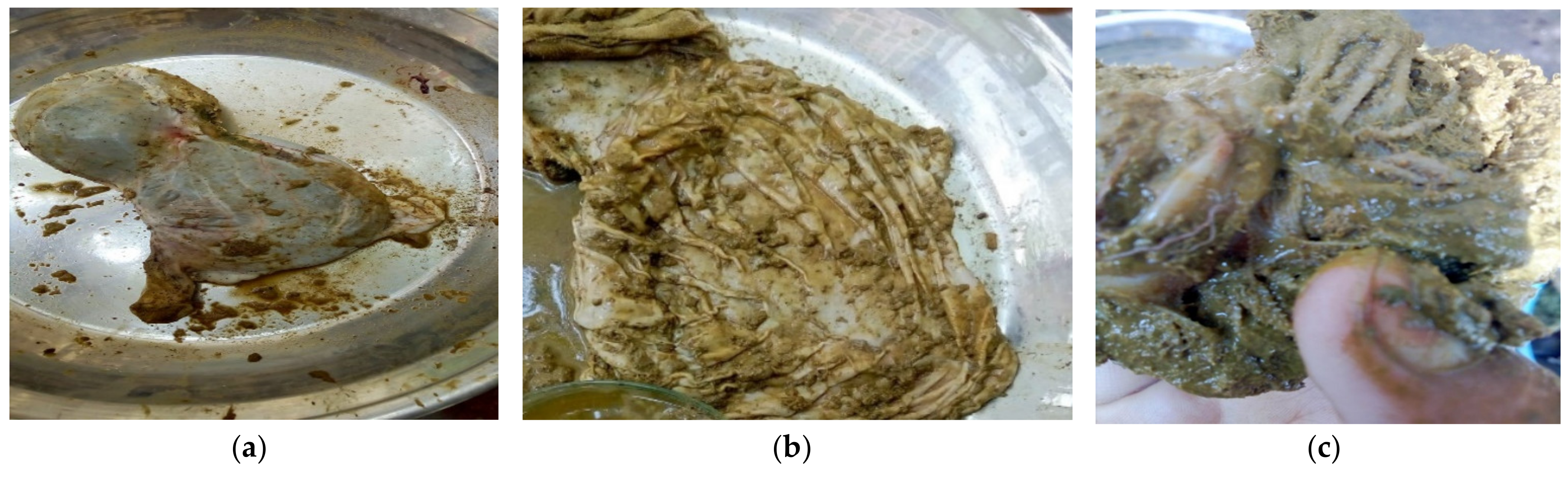 Animals 11 01843 g001 550