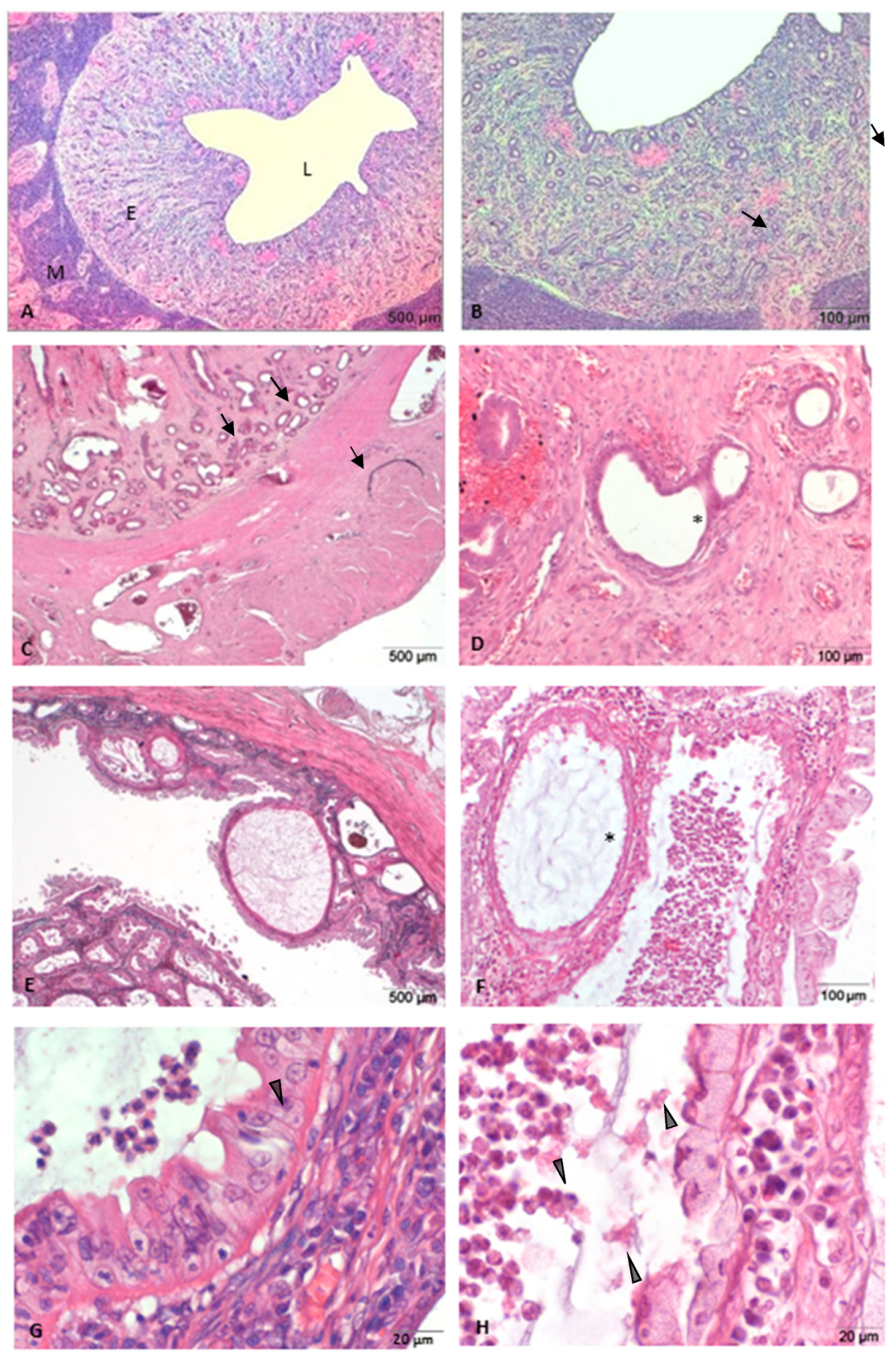 Animals 11 01844 g001 550