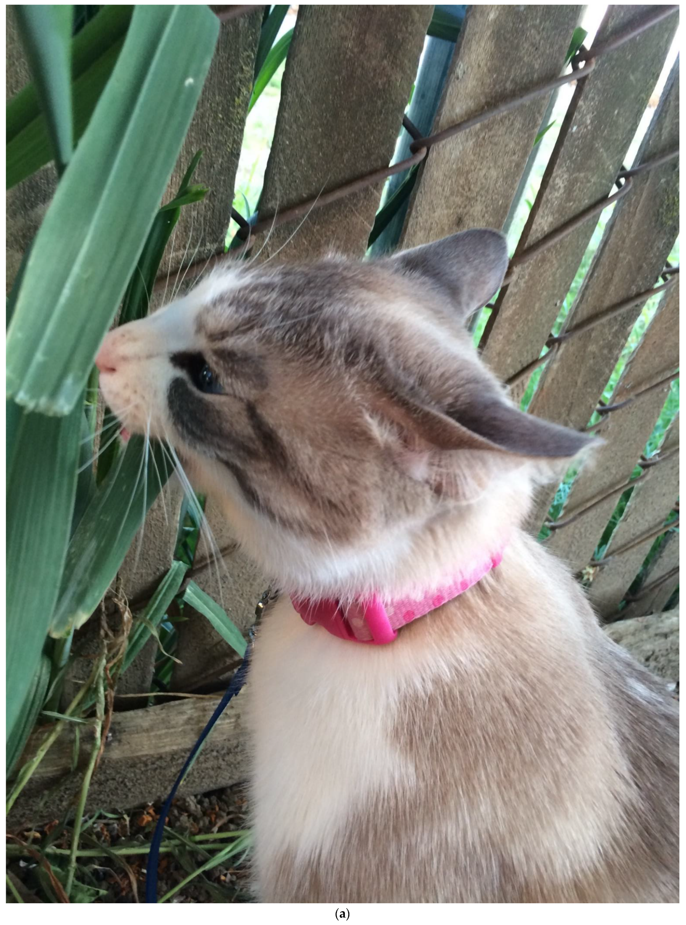 Animals | Free Full-Text | Characteristics of Plant Eating in Domestic Cats Animals | Free Full-Text | Characteristics of Plant Eating in Domestic Cats