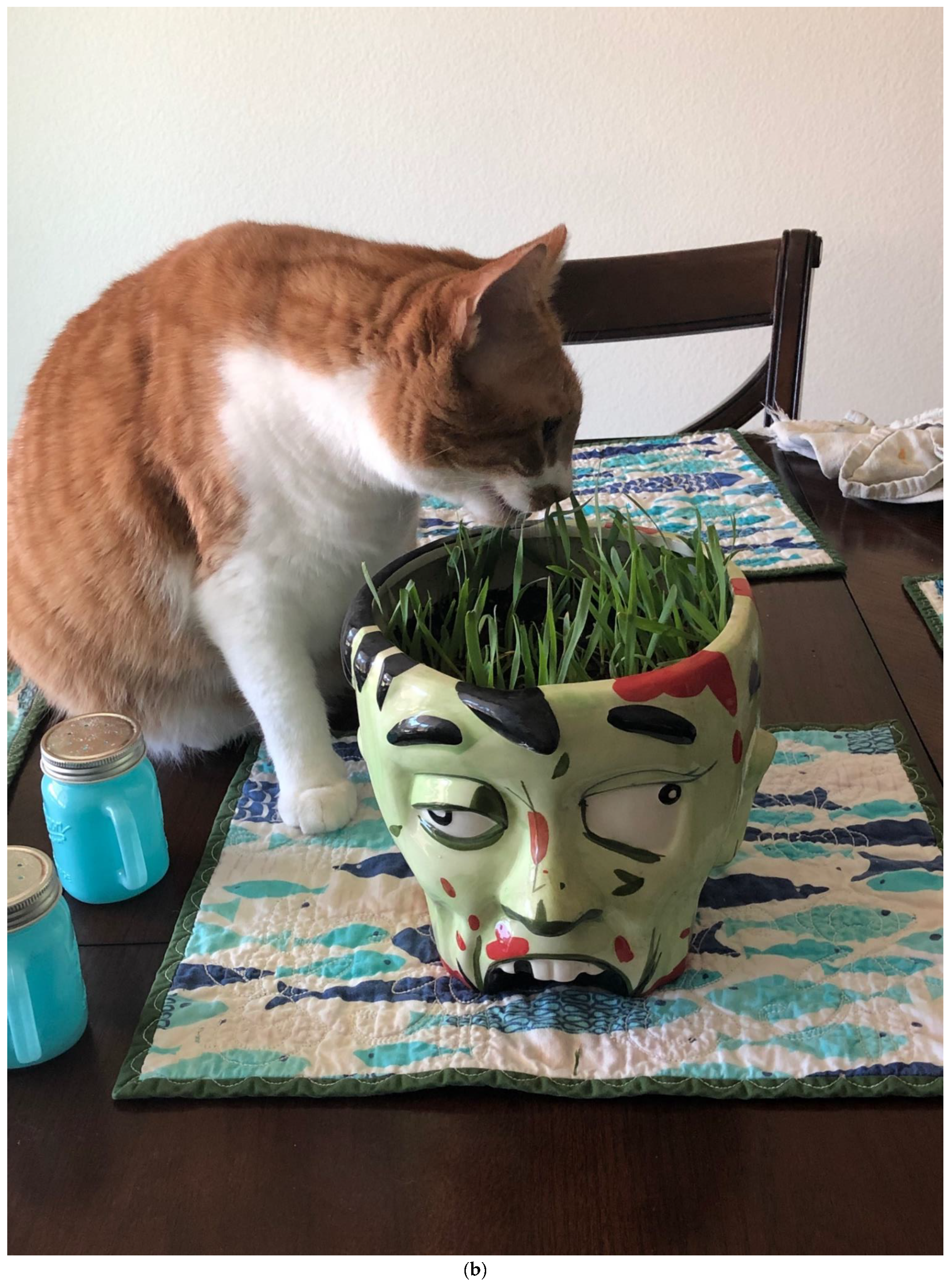 Animals | Free Full-Text | Characteristics of Plant Eating in Domestic Cats Animals | Free Full-Text | Characteristics of Plant Eating in Domestic Cats