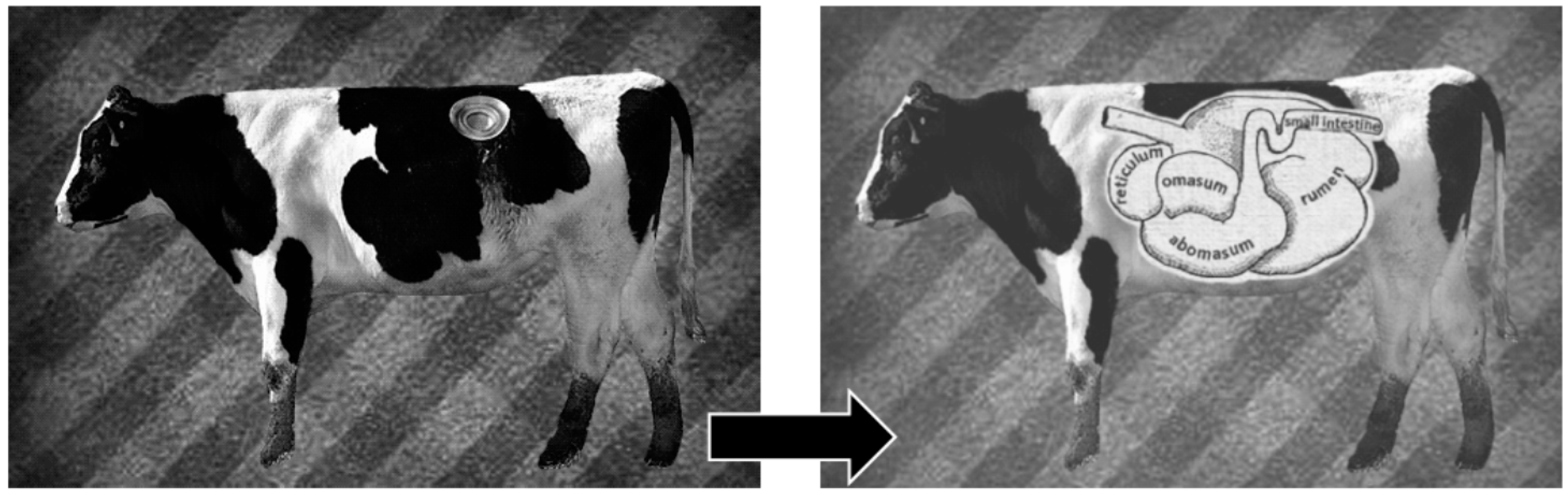Animals | Free Full-Text | Ruminal Fistulation and Cannulation: A Necessary  Procedure for the Advancement of Biotechnological Research in Ruminants