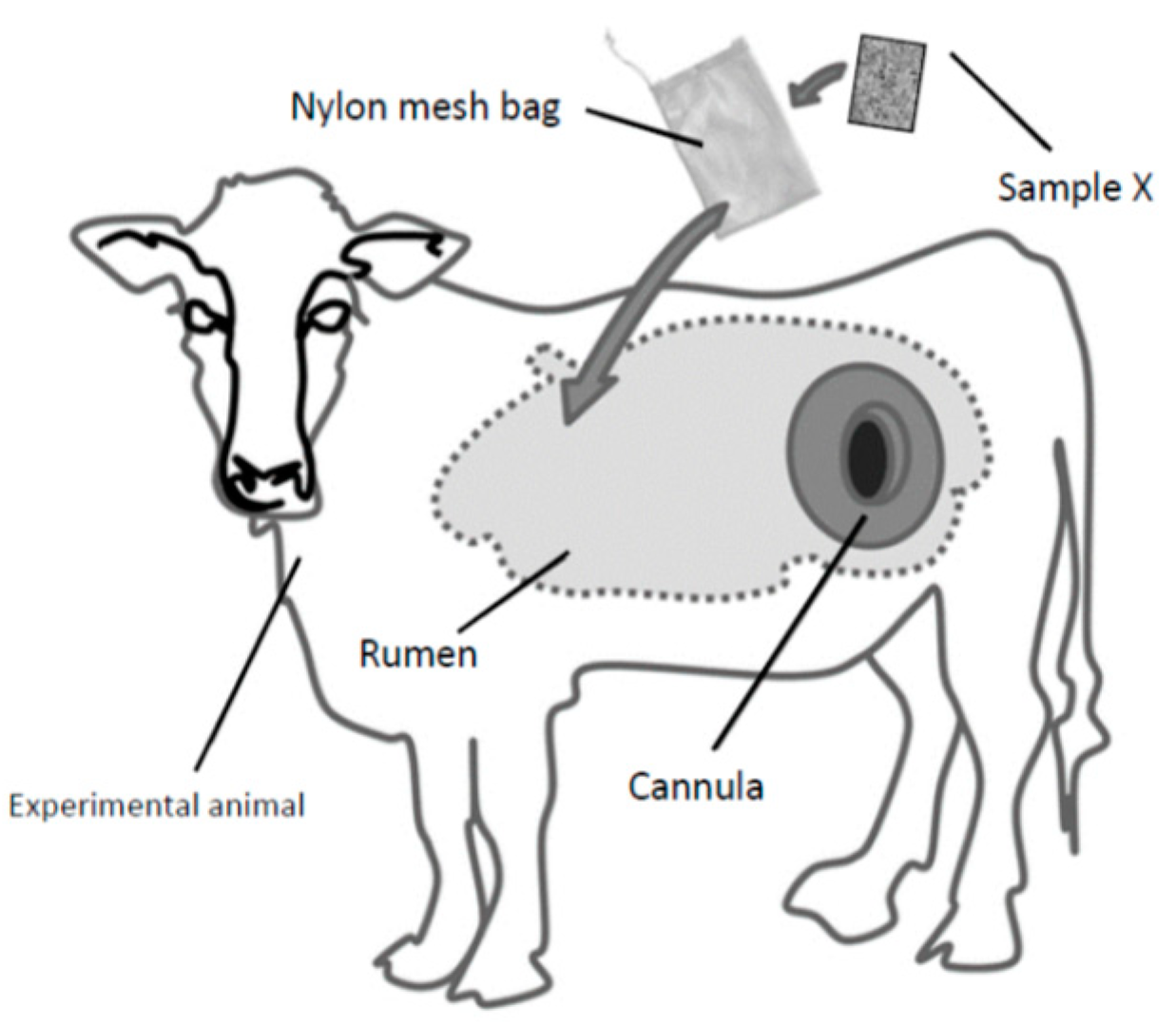 Animals | Free Full-Text | Ruminal Fistulation and Cannulation: A Necessary  Procedure for the Advancement of Biotechnological Research in Ruminants