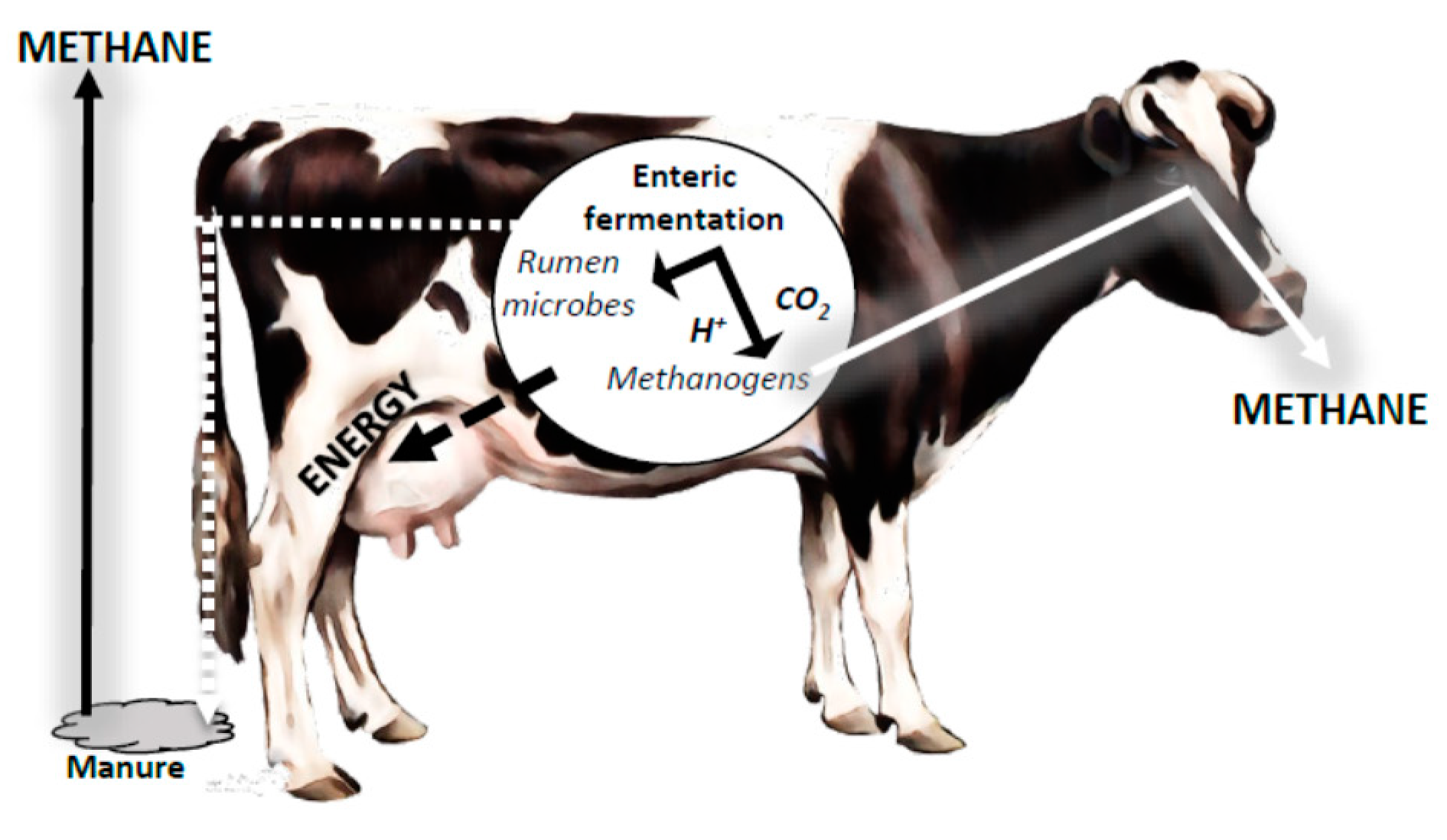 Animals | Free Full-Text | Ruminal Fistulation and Cannulation: A Necessary Procedure for the Advancement of Biotechnological Research in Ruminants Animals | Free Full-Text | Ruminal Fistulation and Cannulation: A Necessary Procedure for the Advancement of Biotechnological Research in Ruminants
