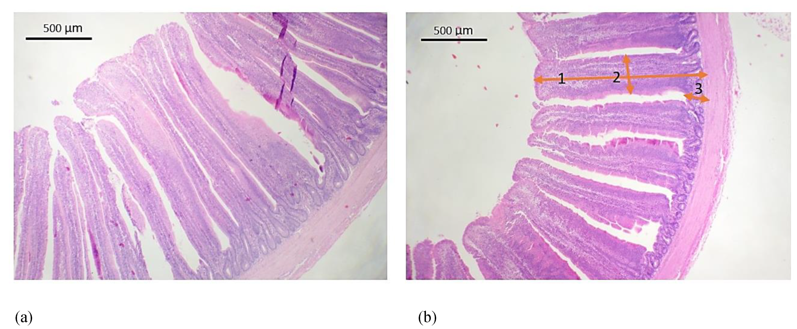 Animals 11 01881 g001