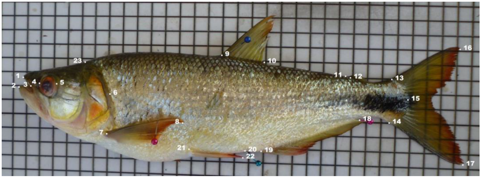 Animals 11 01901 g002