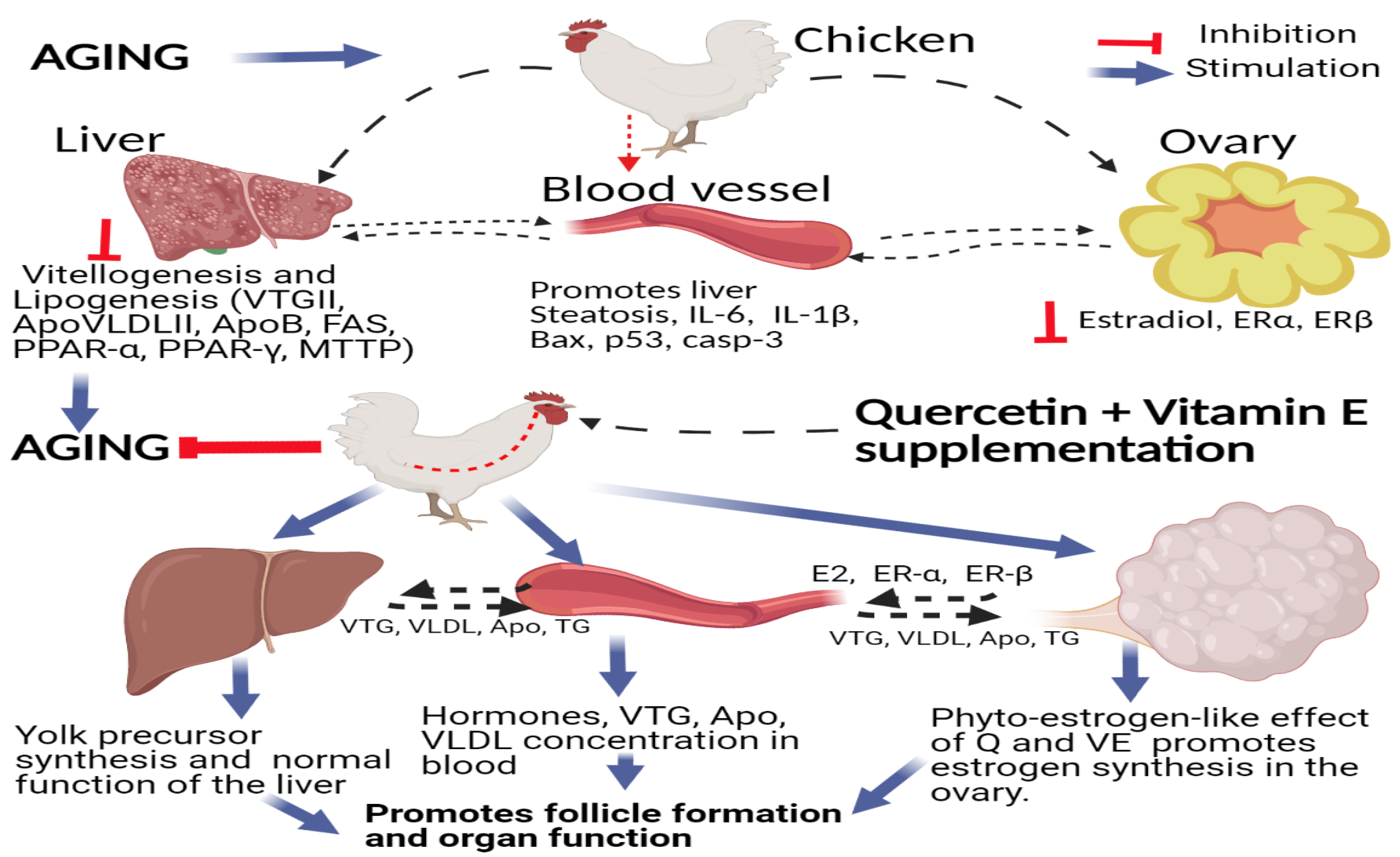 Animals Free Full Text Combination Of Quercetin And Vitamin E Supplementation Promotes Yolk Precursor Synthesis And Follicle Development In Aging Breeder Hens Via Liver Blood Ovary Signal Axis Html