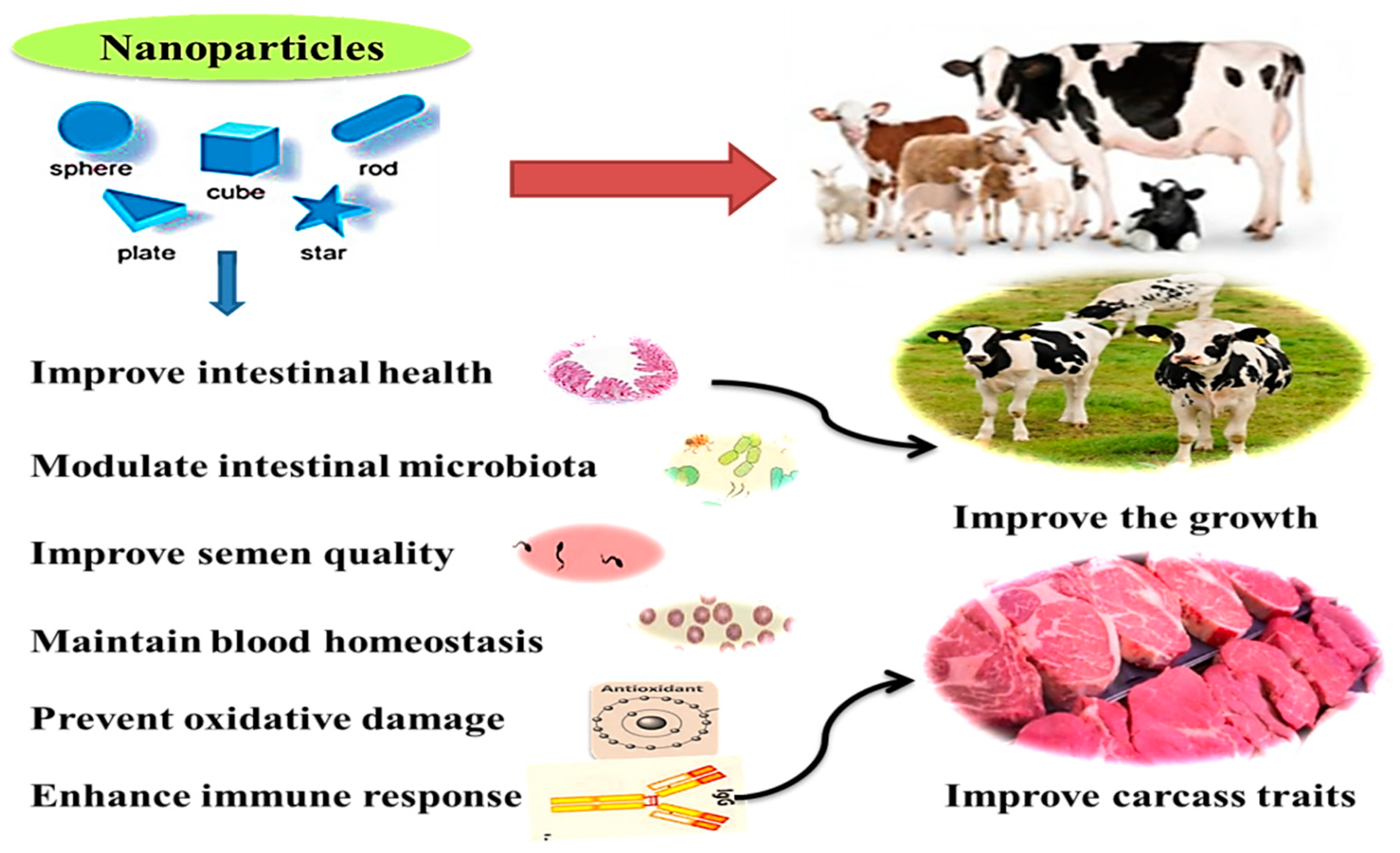 Animals Free Full Text Nanominerals Fabrication Methods Benefits And Hazards And Their Applications In Ruminants With Special Reference To Selenium And Zinc Nanoparticles