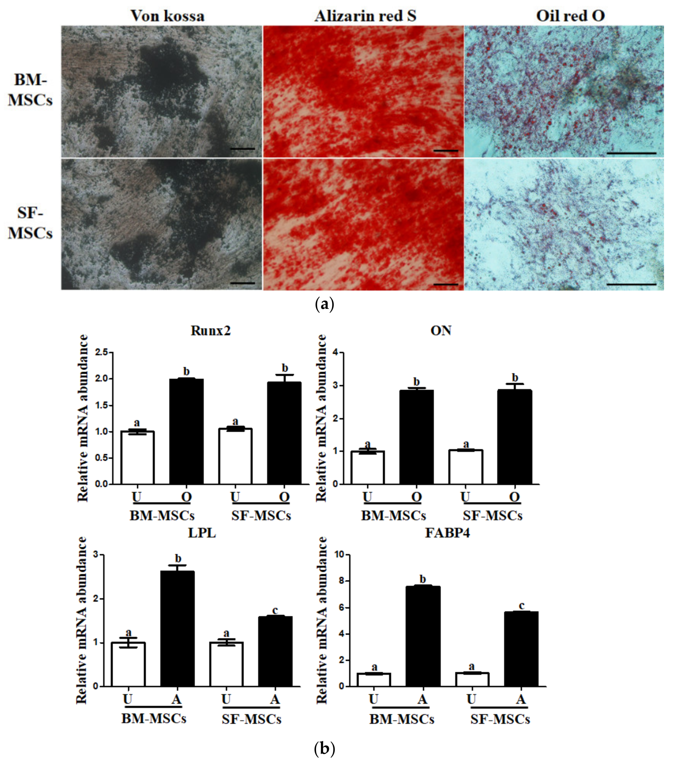 Animals 11 01918 g004 Animals 11 01918 g004