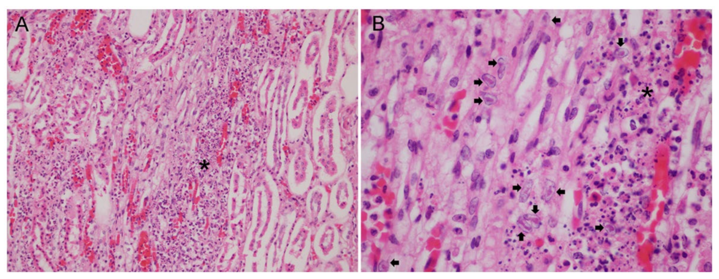 Animals 11 01923 g003 550