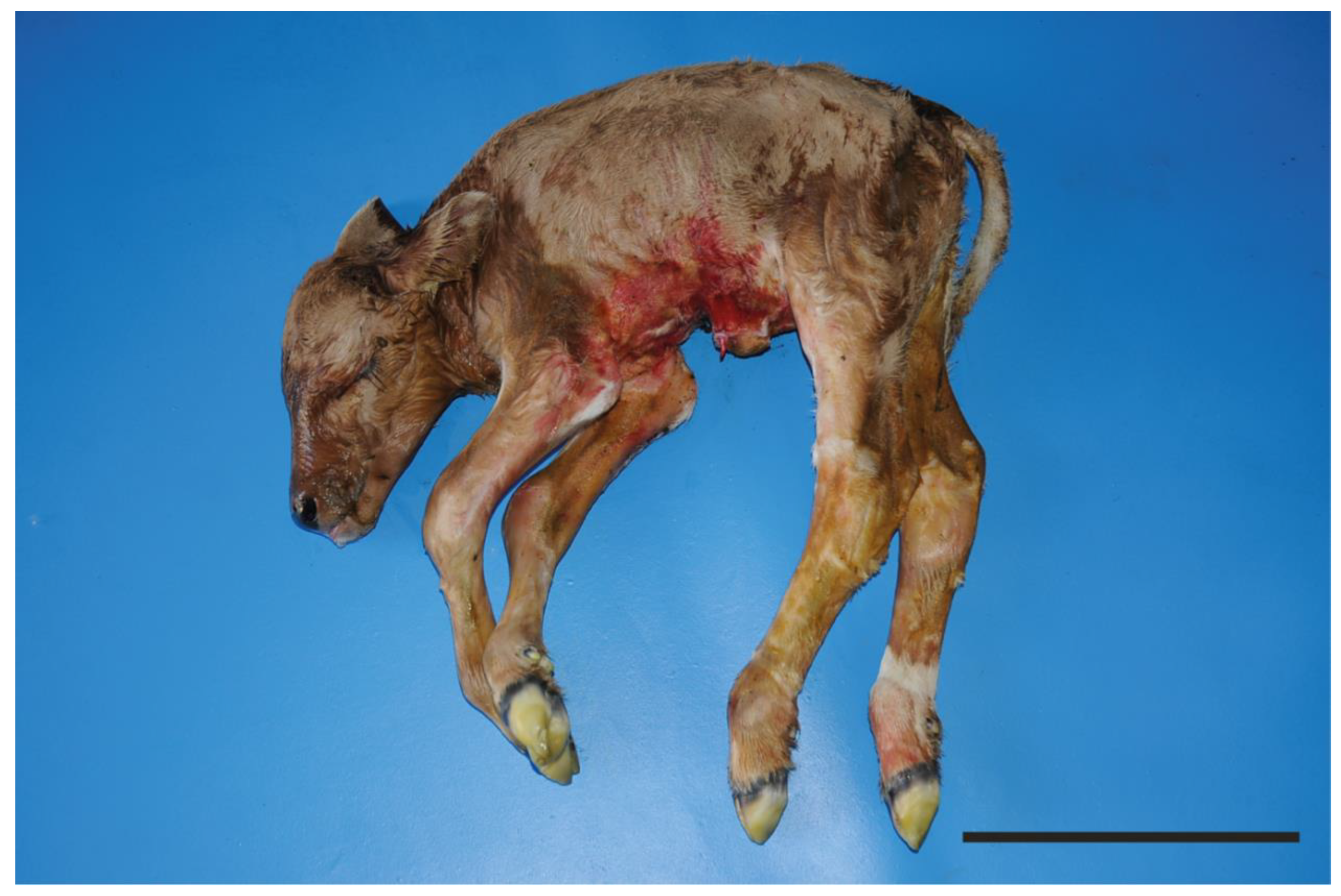 Animals 11 01931 g001 550