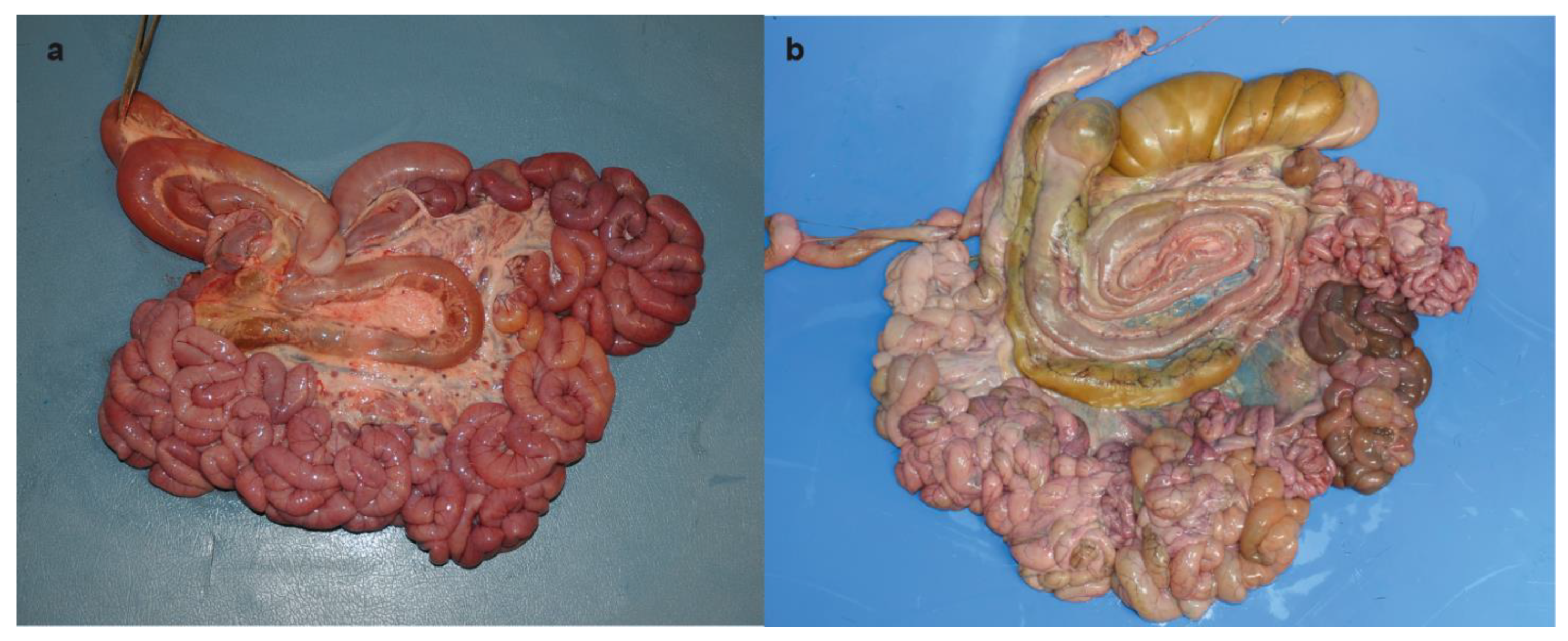 Animals 11 01931 g002 550