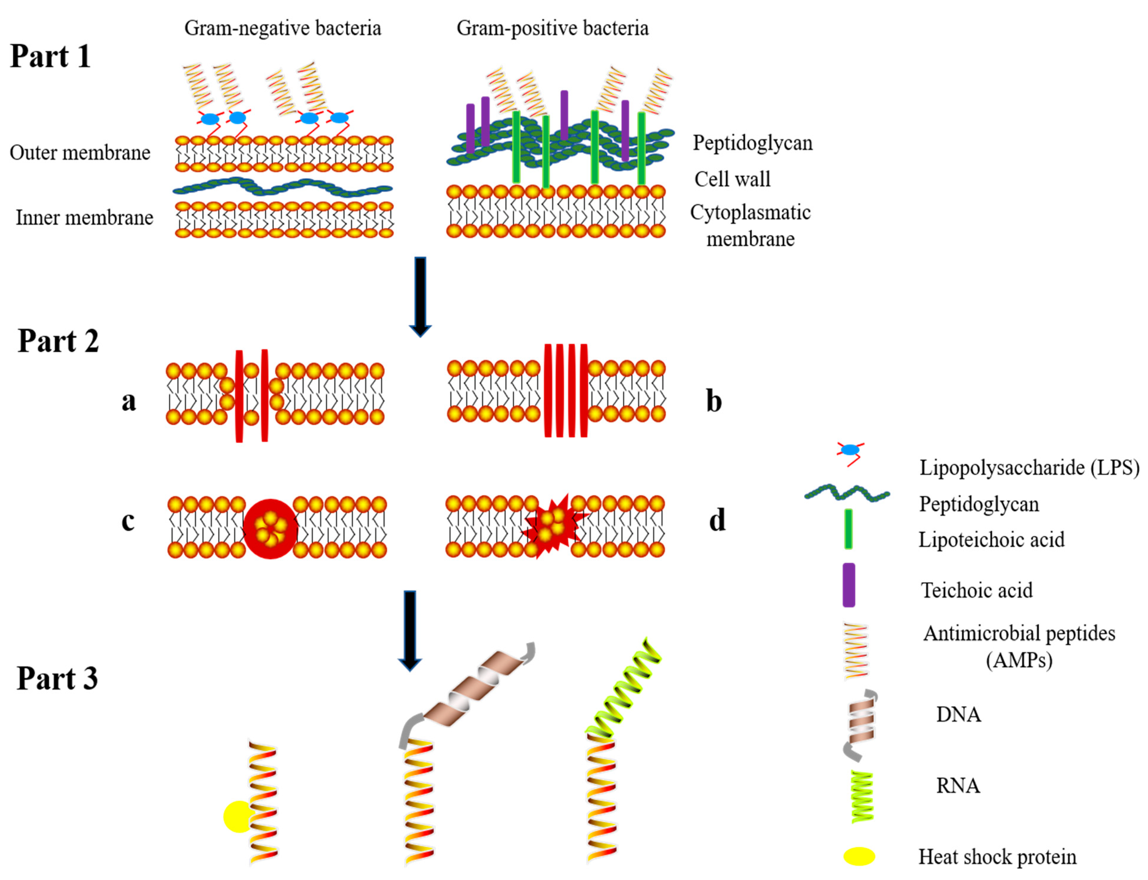 Animals 11 01937 g001 550