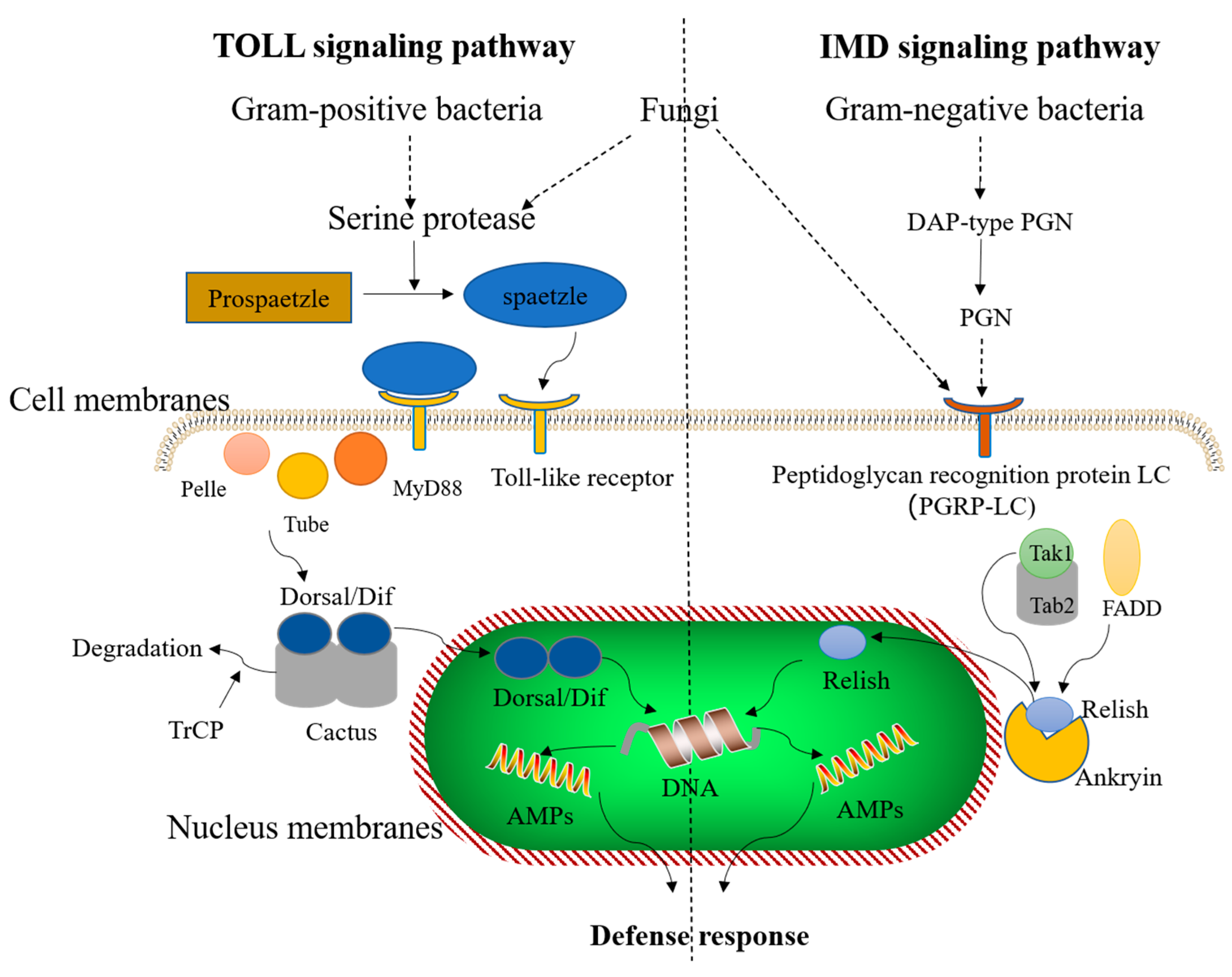 Animals 11 01937 g002 550