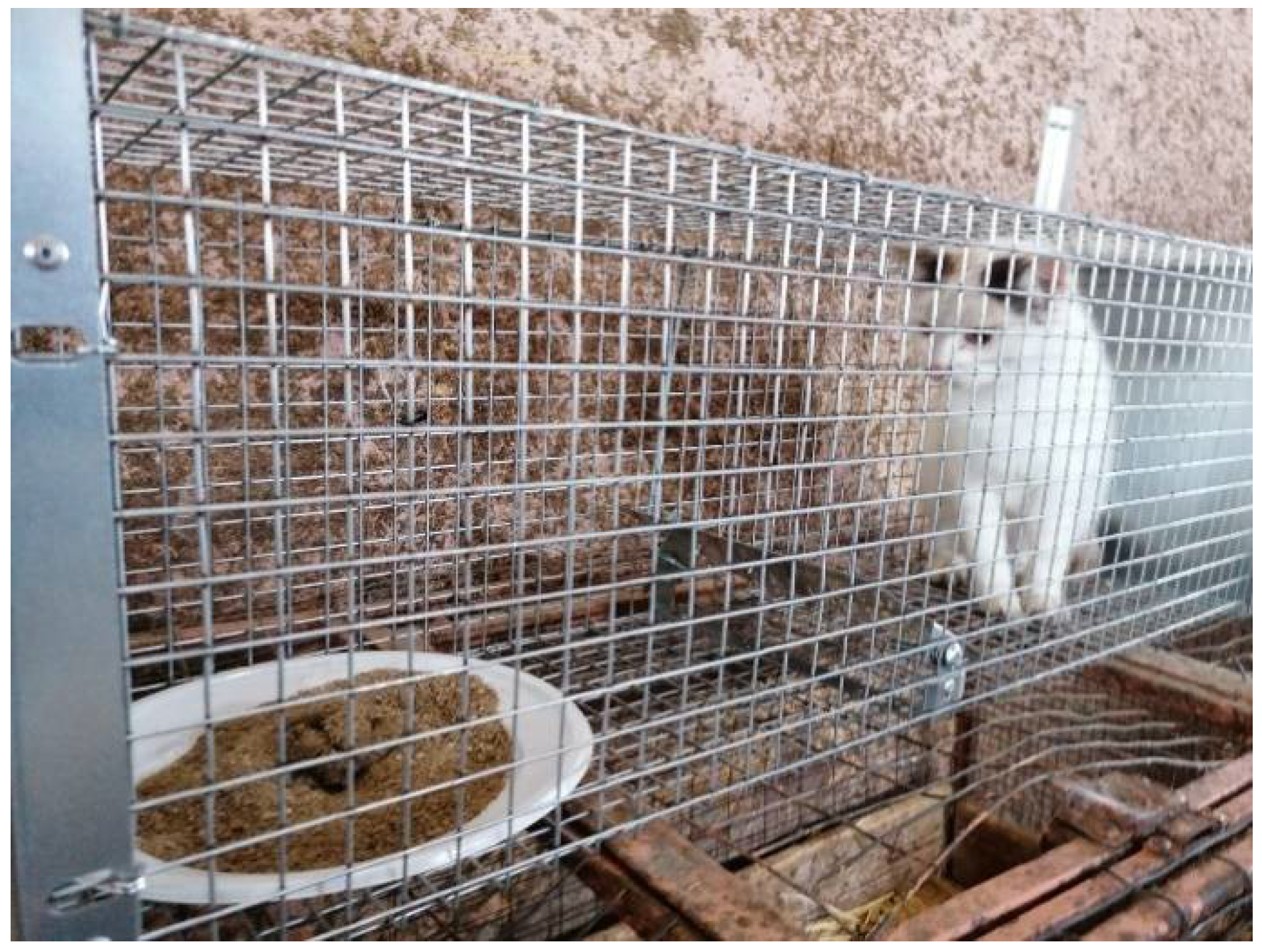 Animals 11 01949 g001