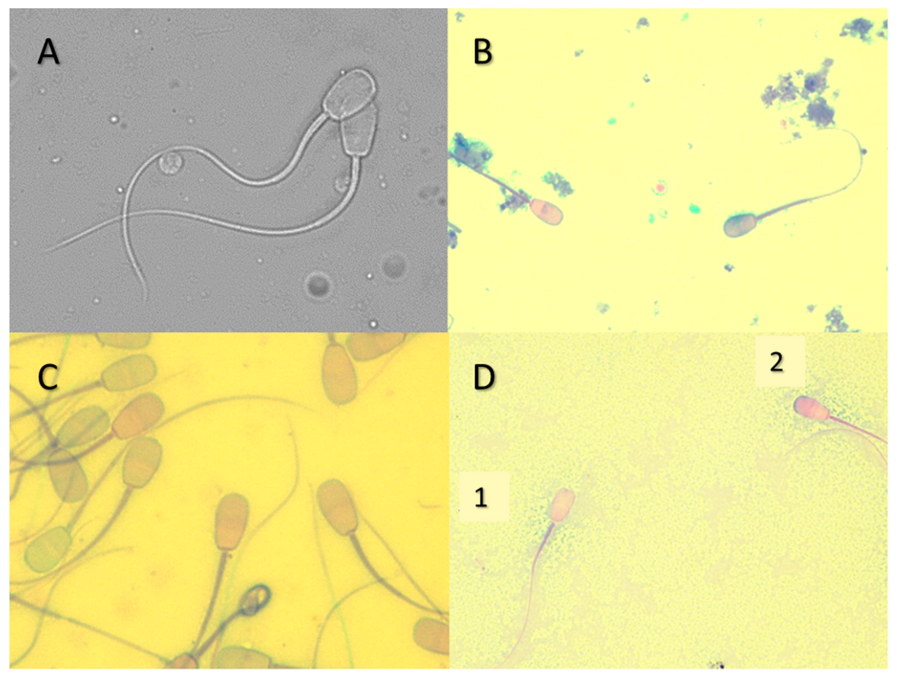 Animals 11 01961 g002