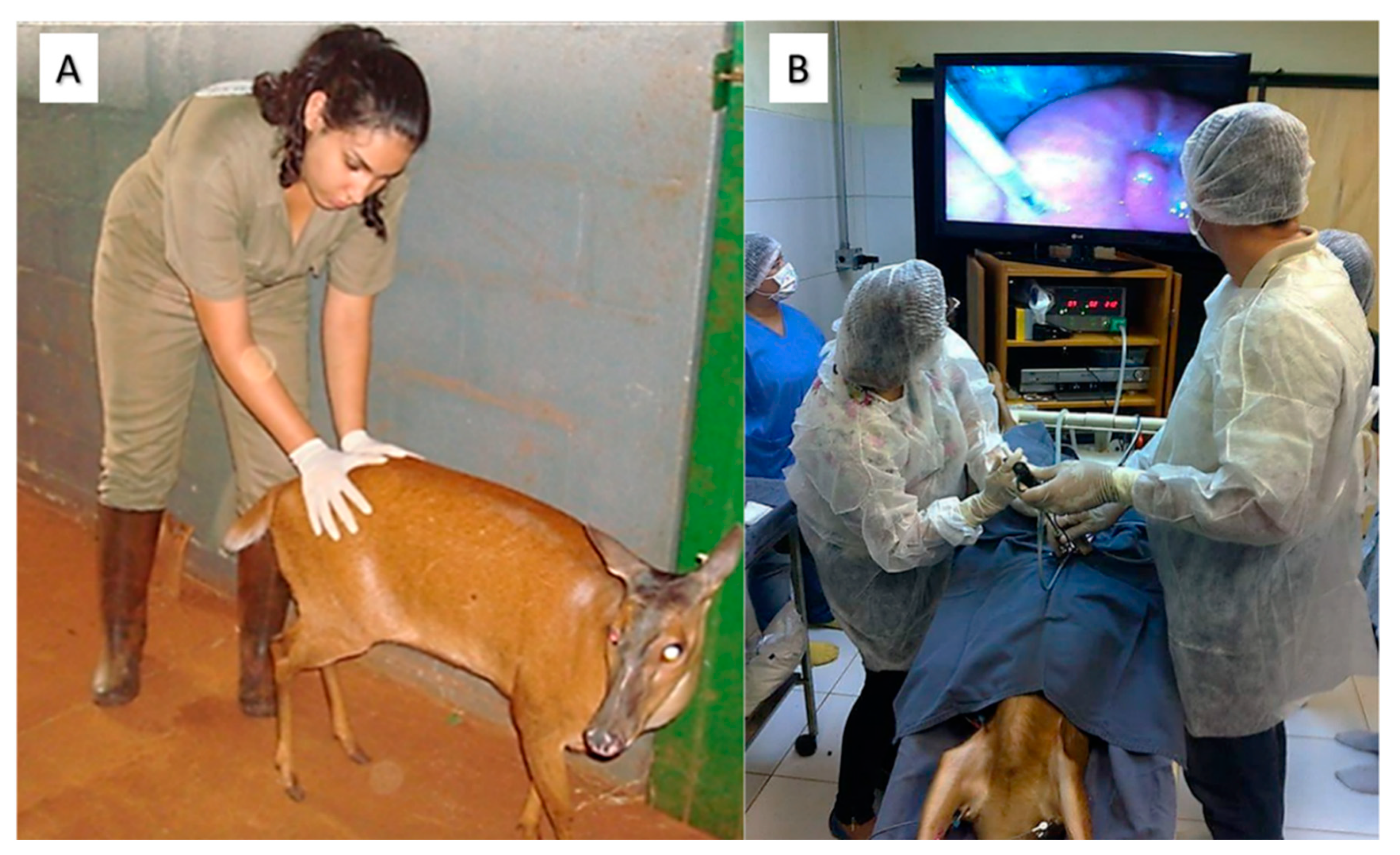 Animals 11 01961 g003