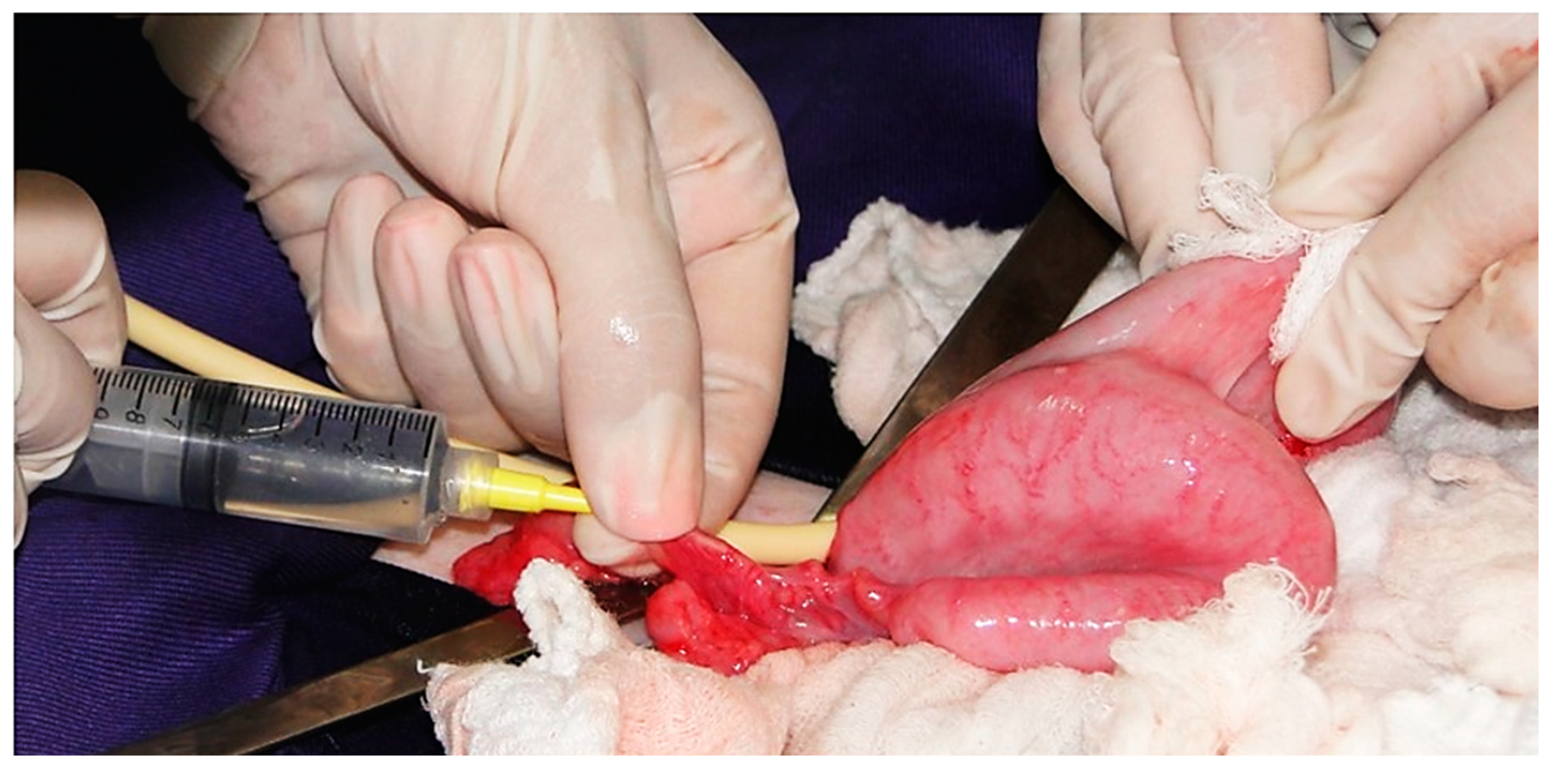 Animals 11 01961 g004