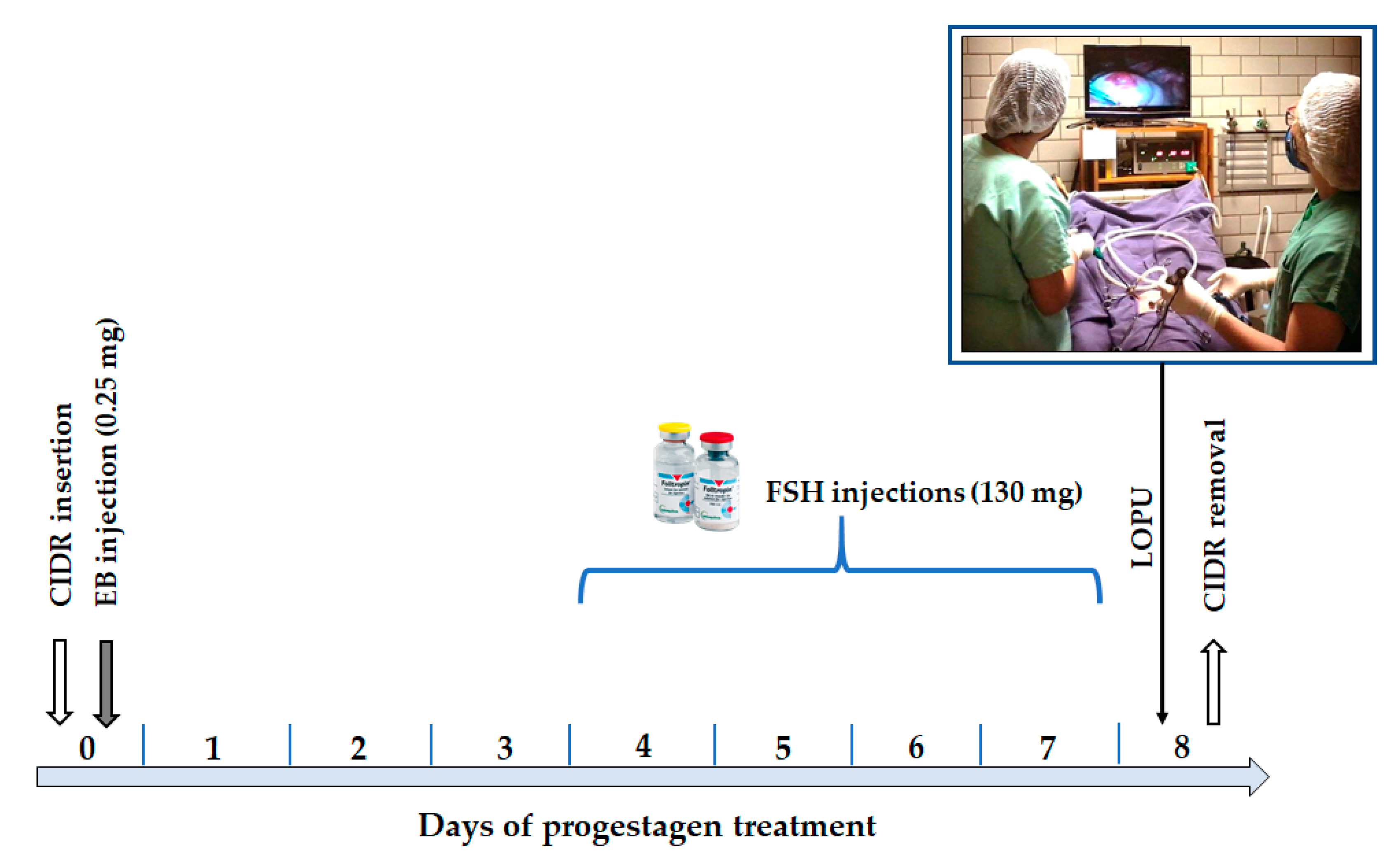 Animals 11 01961 g005