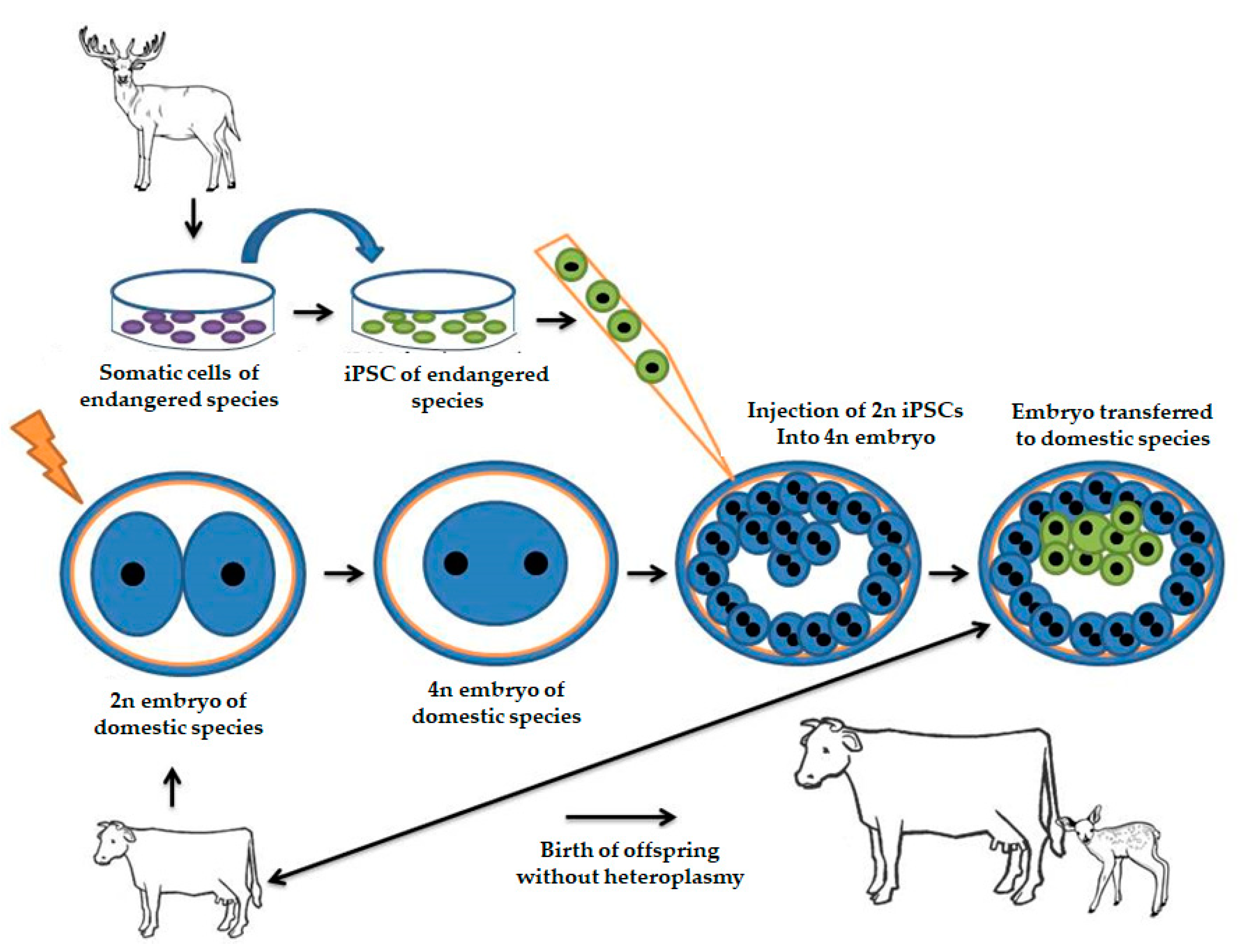 Animals Free Full Text Genomic Analysis Progress And Future Perspectives In Dairy Cattle Selection A Review Html