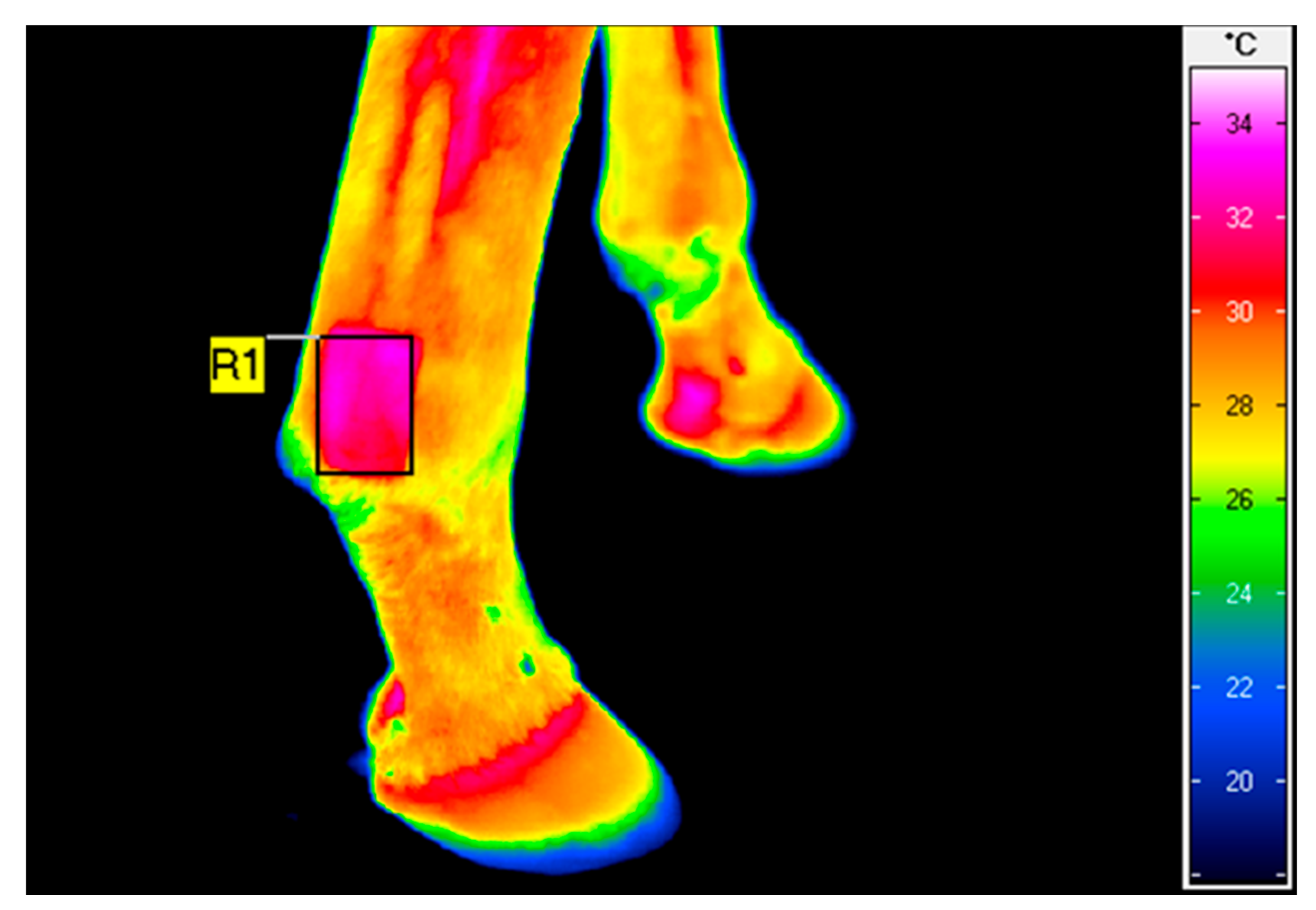 Animals 11 01965 g001