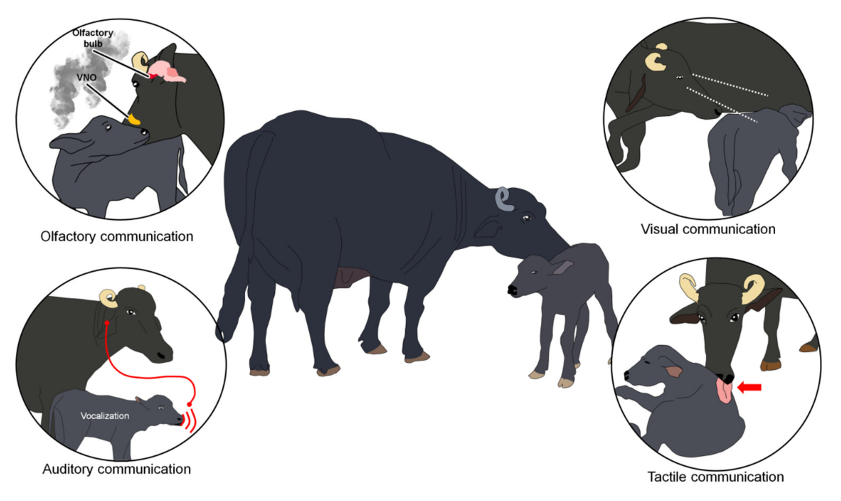 Dronning Tak for din hjælp lække Animals | Free Full-Text | Neurophysiological Mechanisms of Cow–Calf  Bonding in Buffalo and Other Farm Animals | HTML