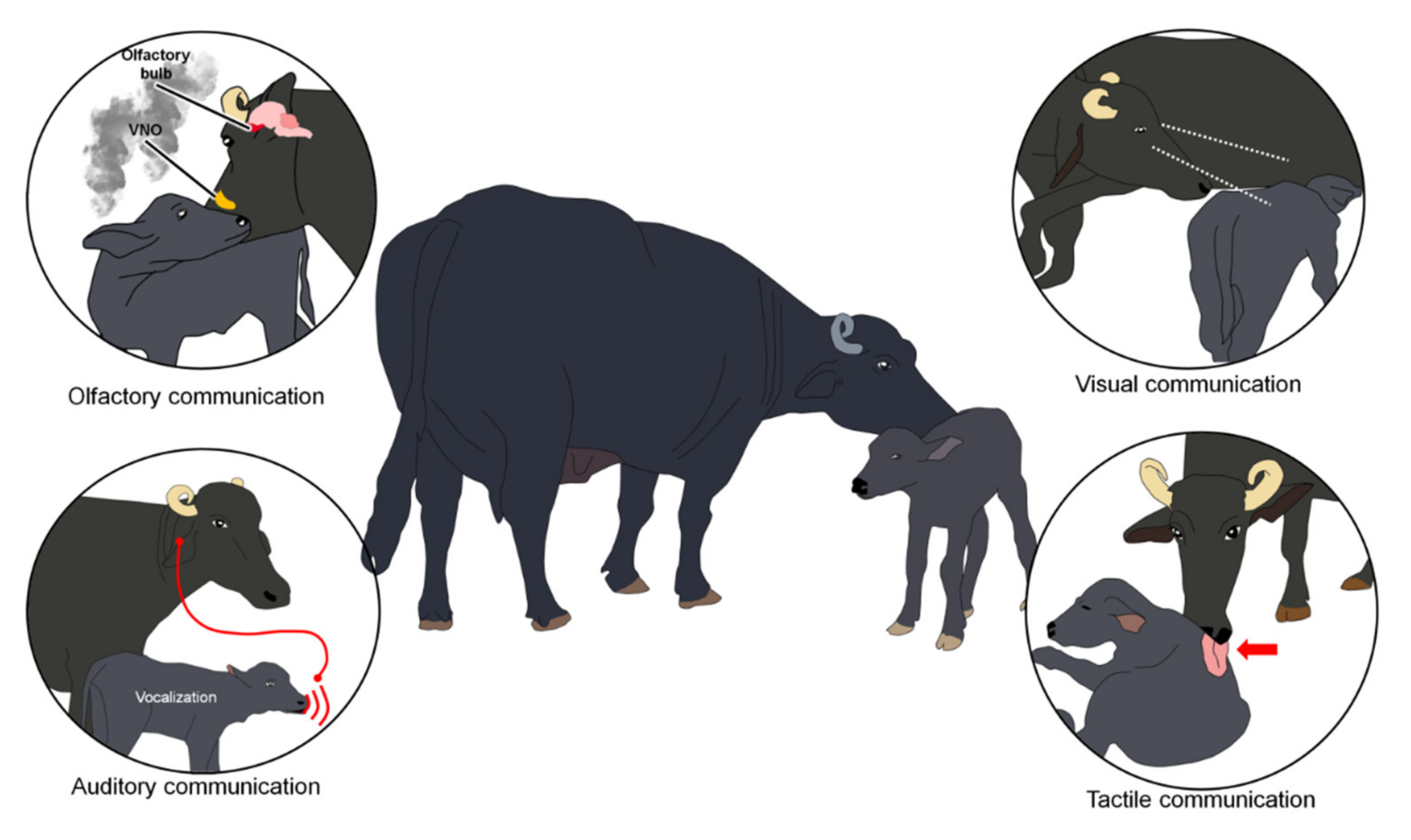 Animals | Free Full-Text | Neurophysiological Mechanisms of Cow–Calf Bonding in Buffalo and Other Farm Animals Animals | Free Full-Text | Neurophysiological Mechanisms of Cow–Calf Bonding in Buffalo and Other Farm Animals