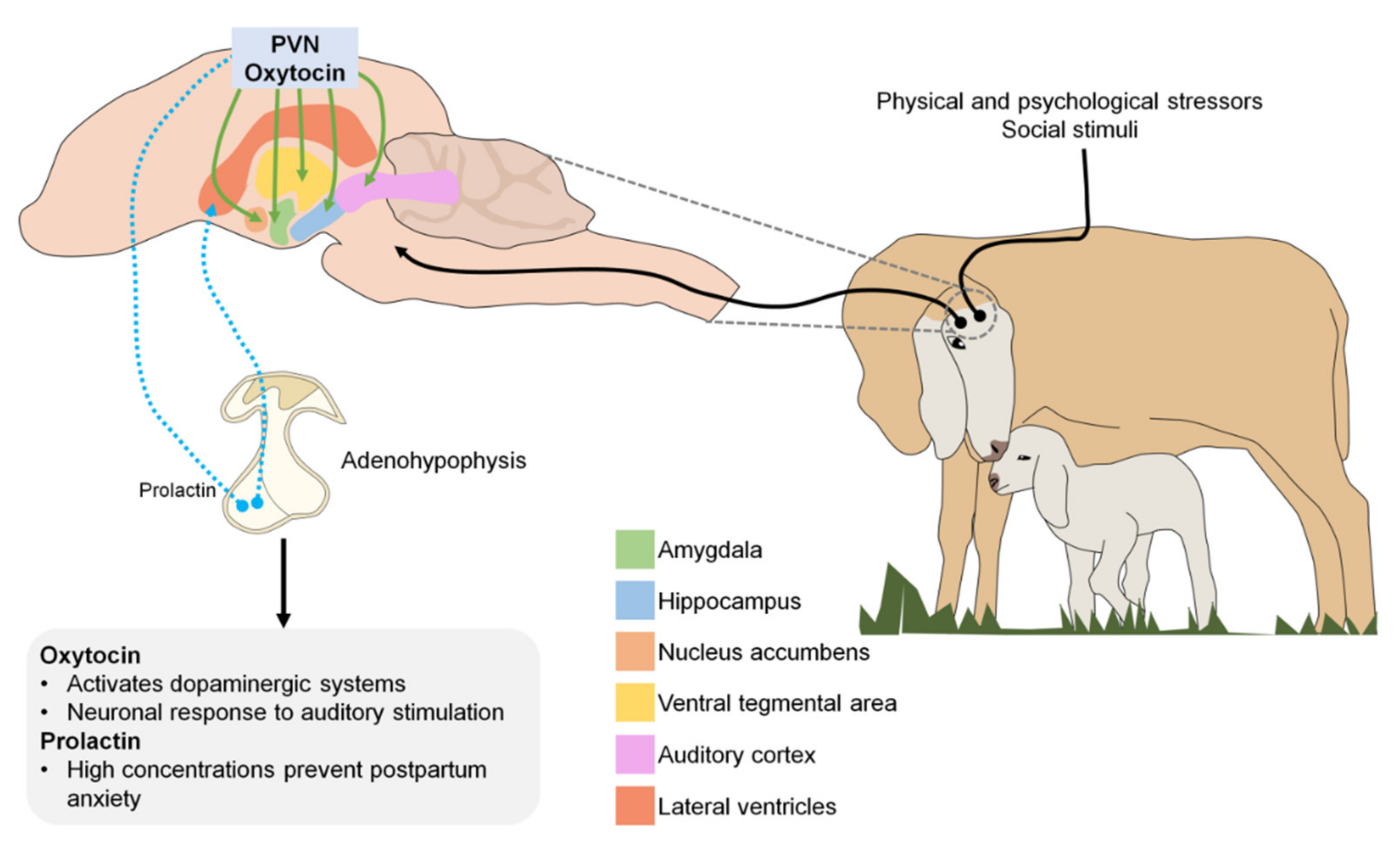 Animals 11 01968 g002