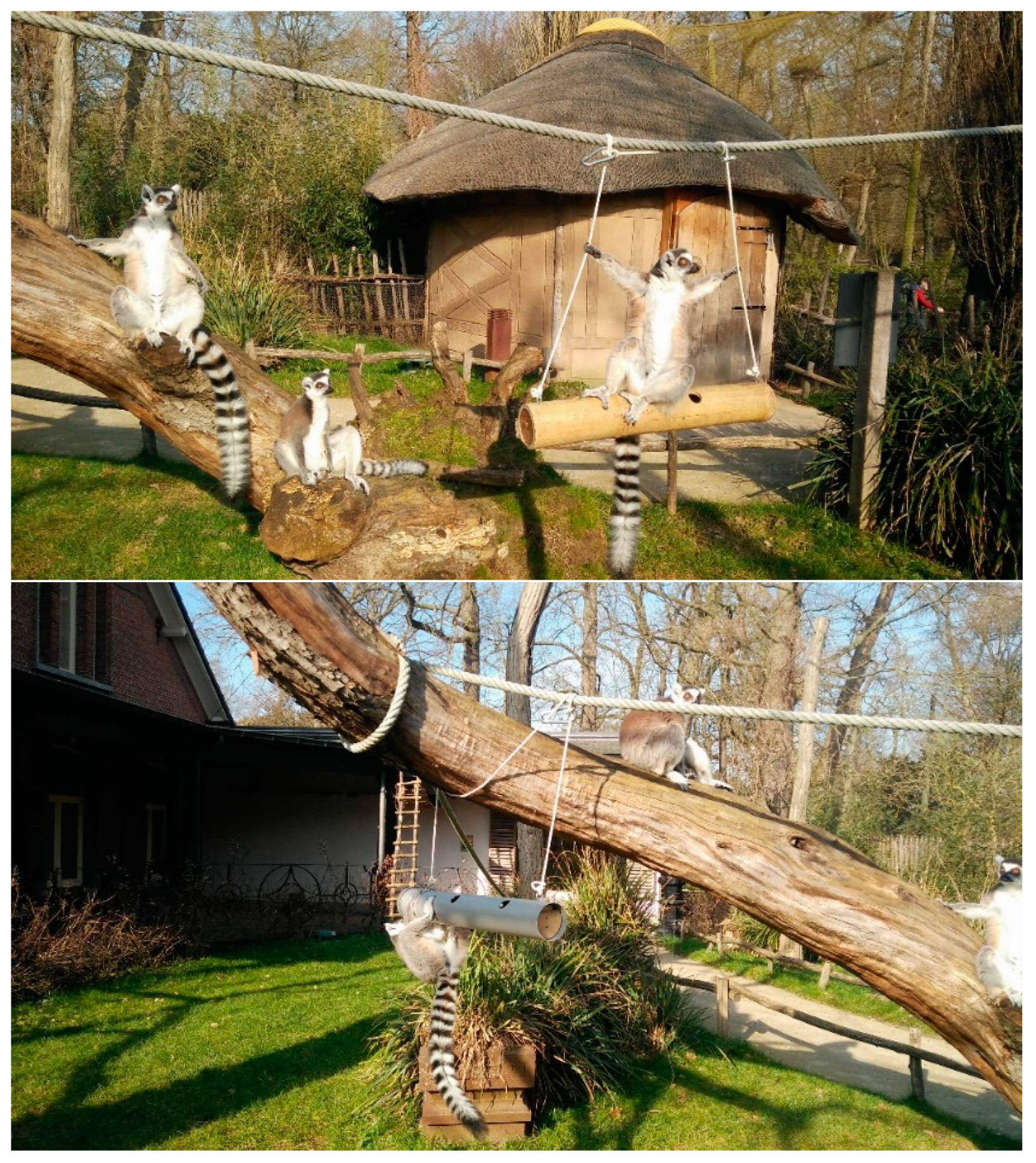 Animals 11 01971 g001