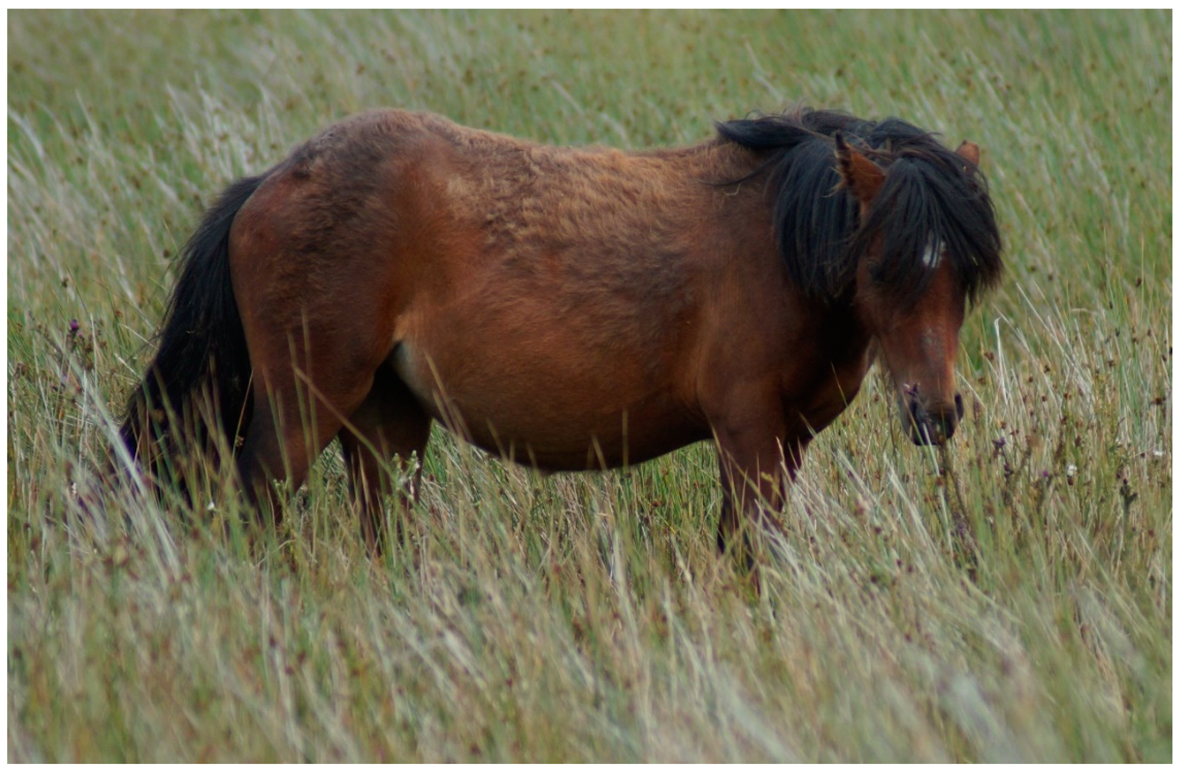 Animals 11 01981 g003