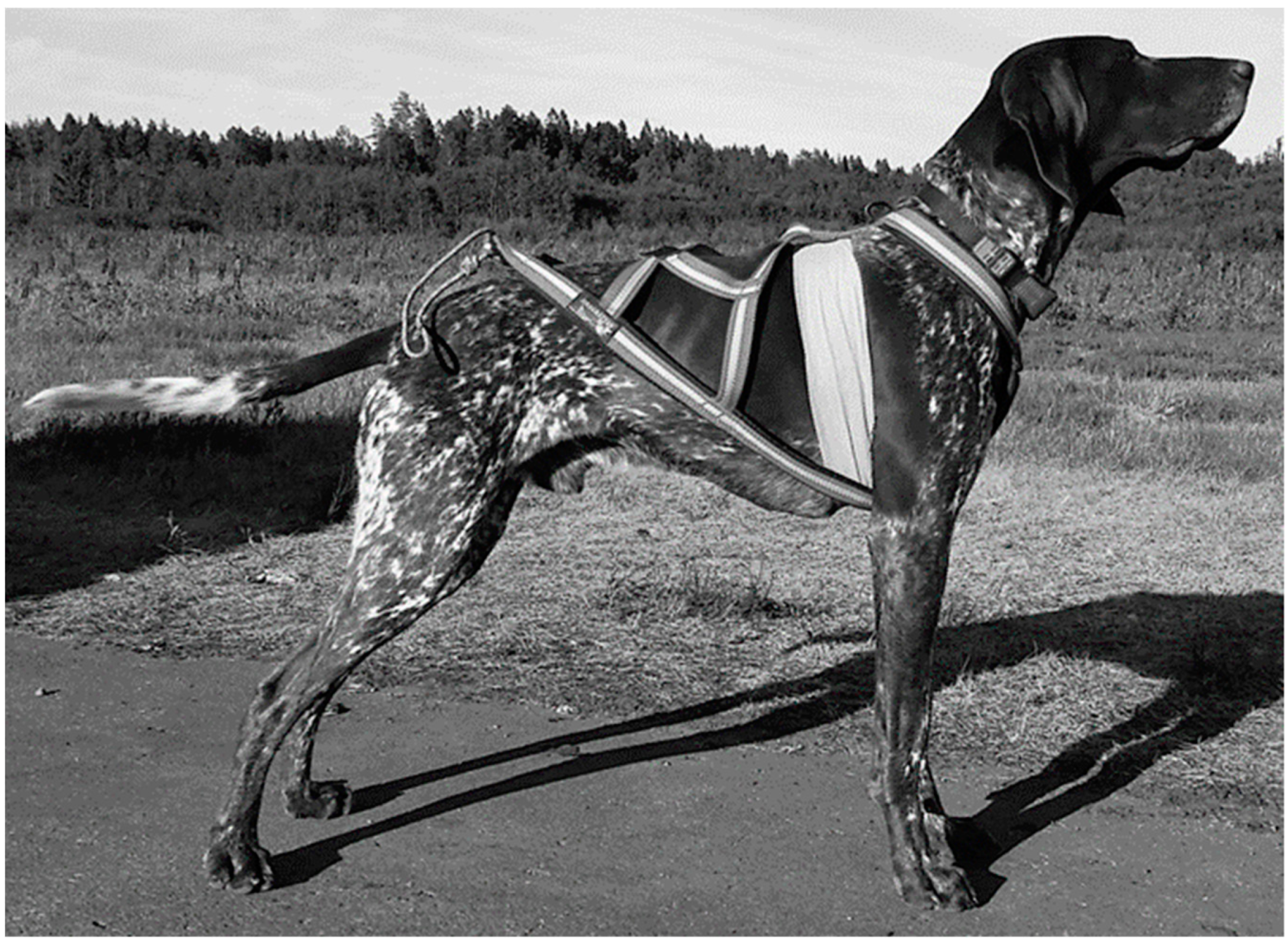 Animals 11 01983 g001