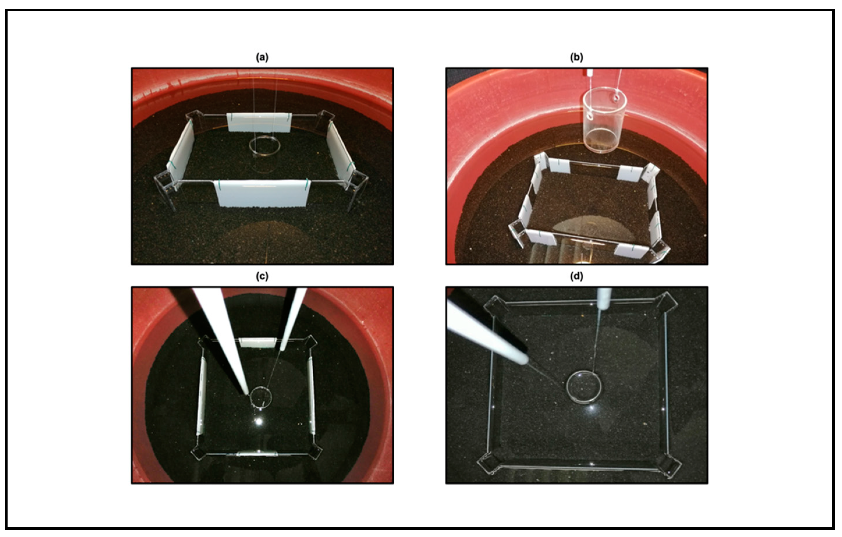 Animals 11 02001 g002