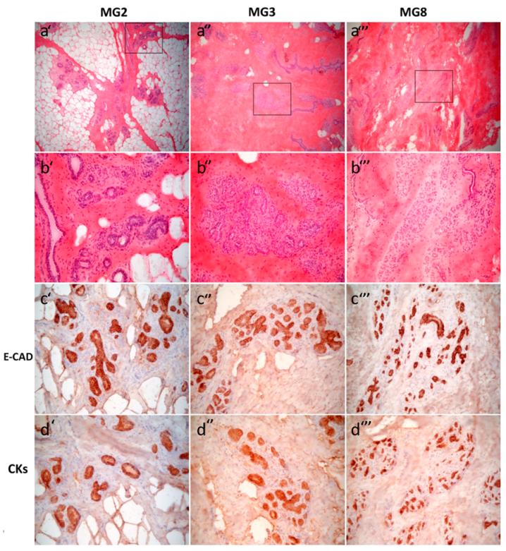 Animals 11 02012 g001 Animals 11 02012 g001