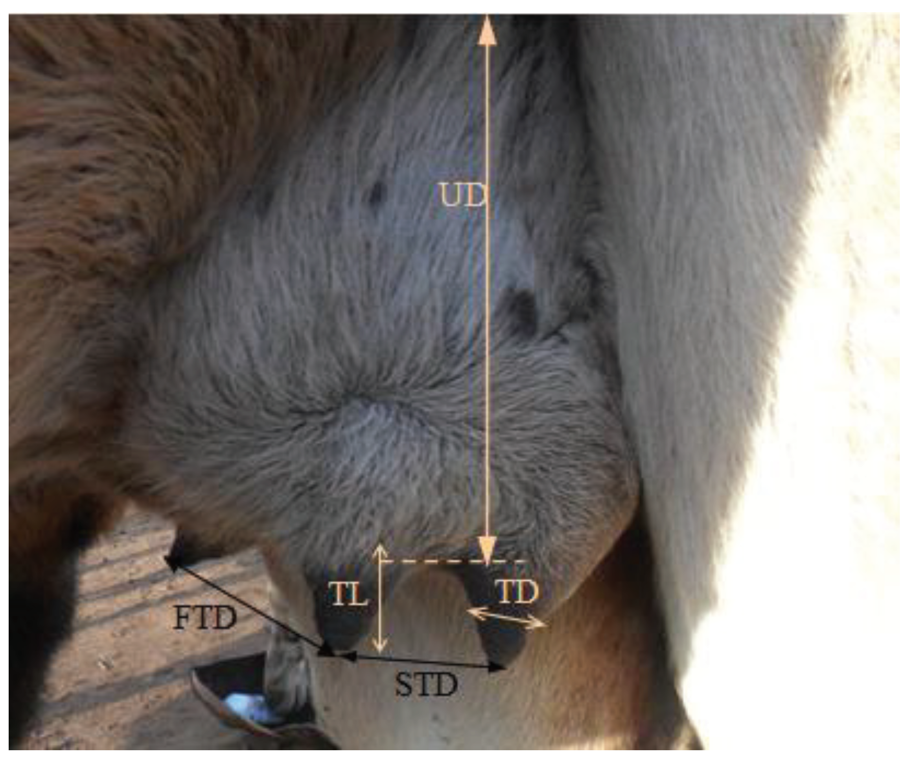 Animals 11 02014 g001 550