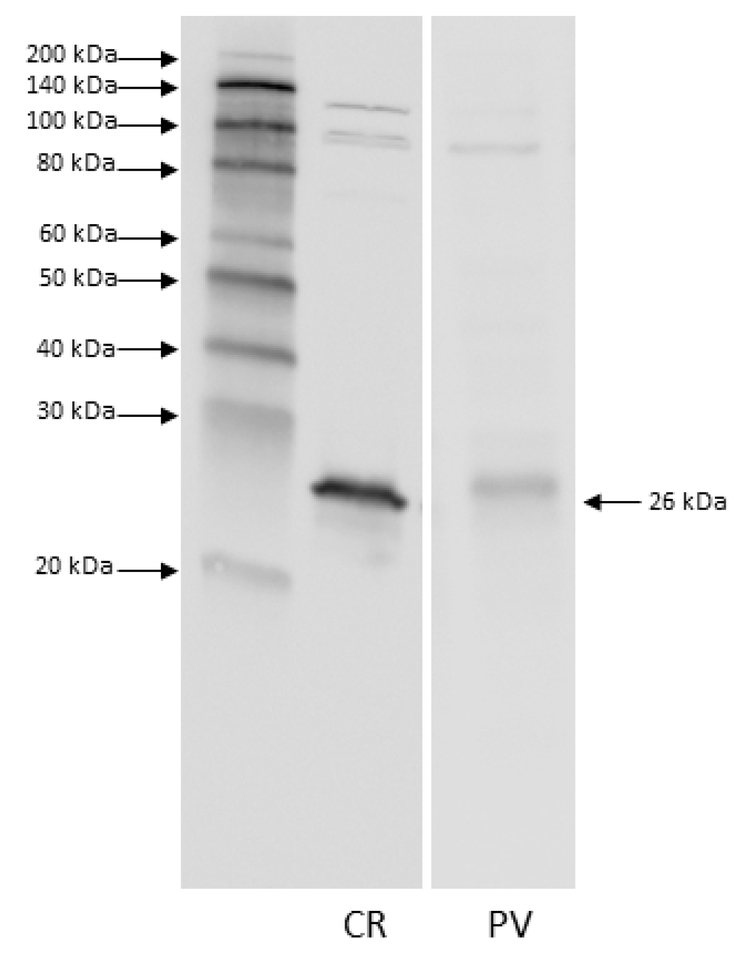 Animals 11 02019 g002 Animals 11 02019 g002