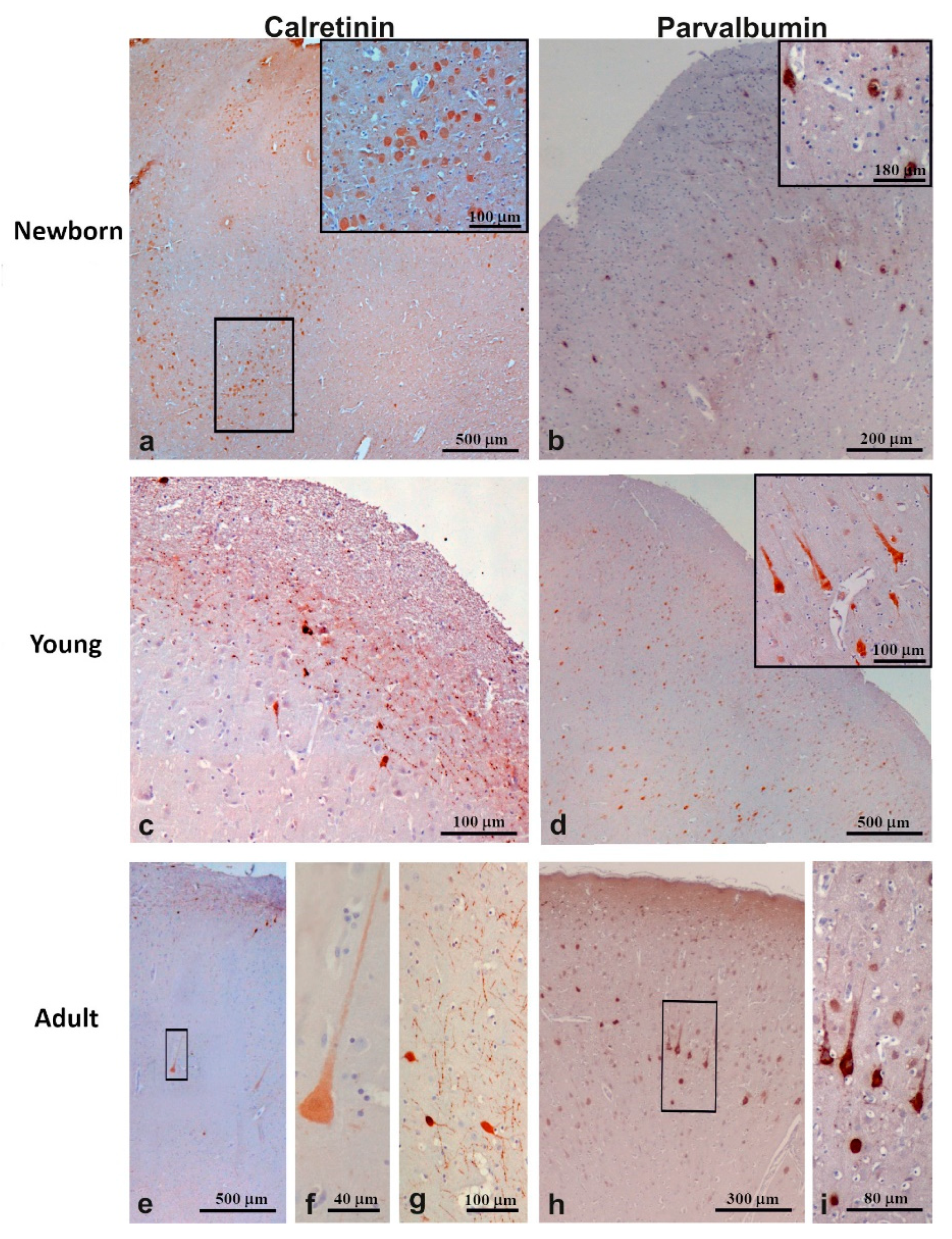 Animals 11 02019 g004 Animals 11 02019 g004