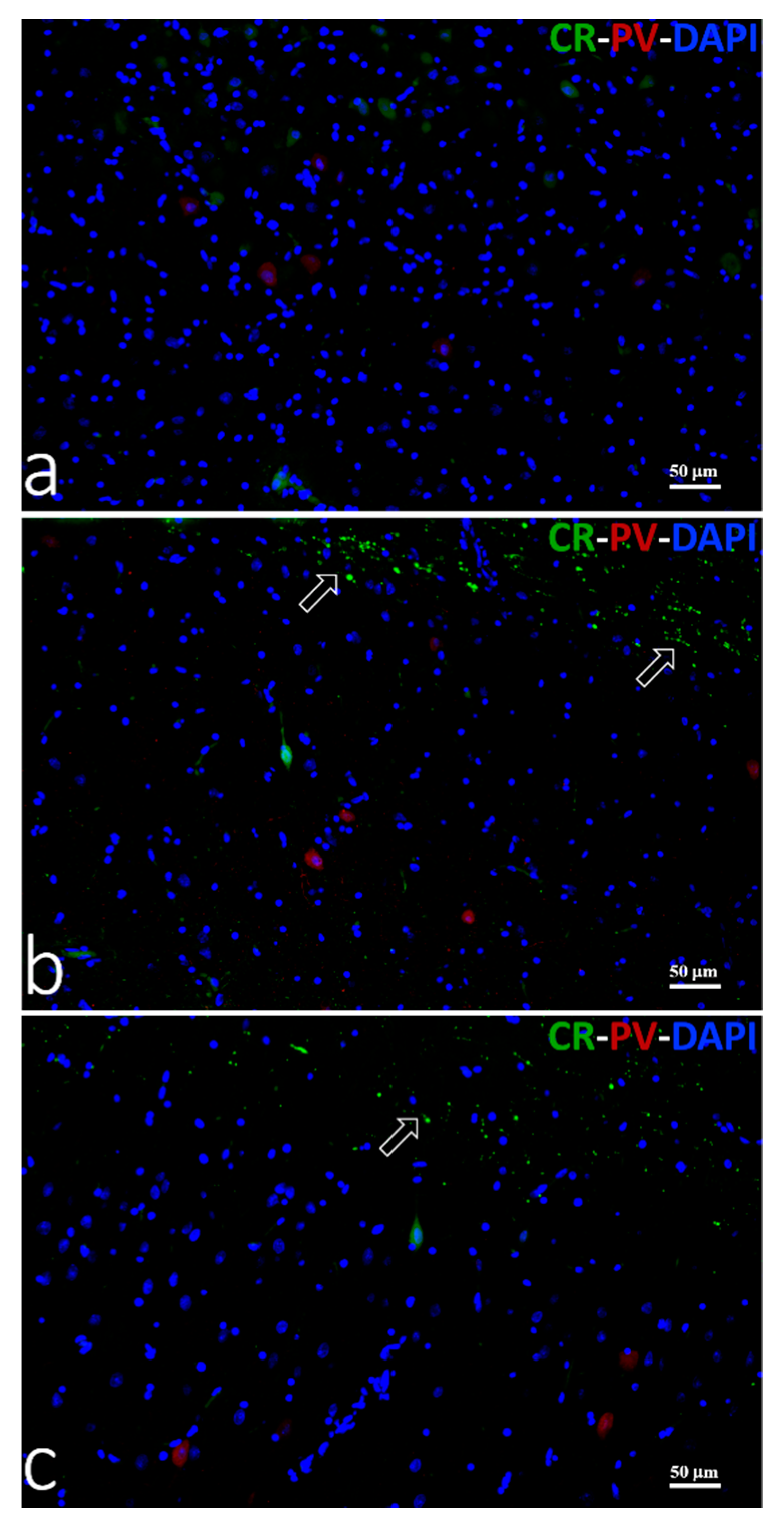 Animals 11 02019 g005 Animals 11 02019 g005