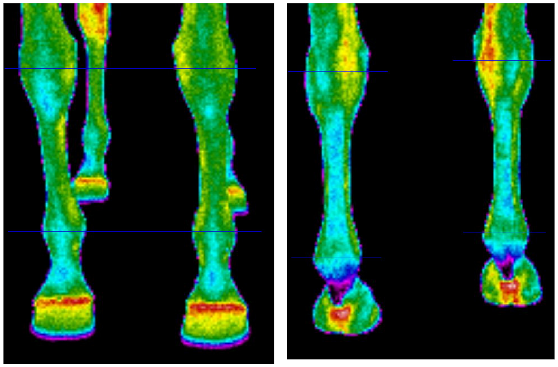 Animals 11 02022 g001 Animals 11 02022 g001