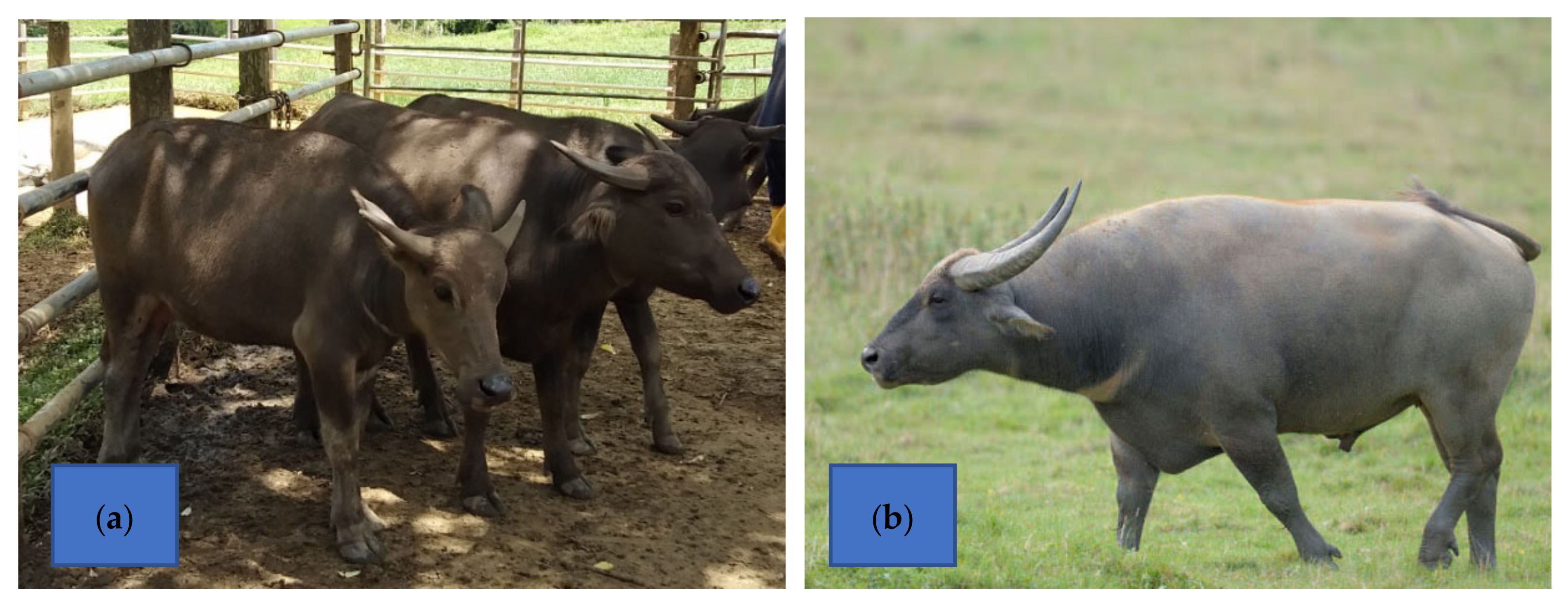 Animals | Free Full-Text | The of Feed Supplementations on Asian Buffaloes: A Review | HTML