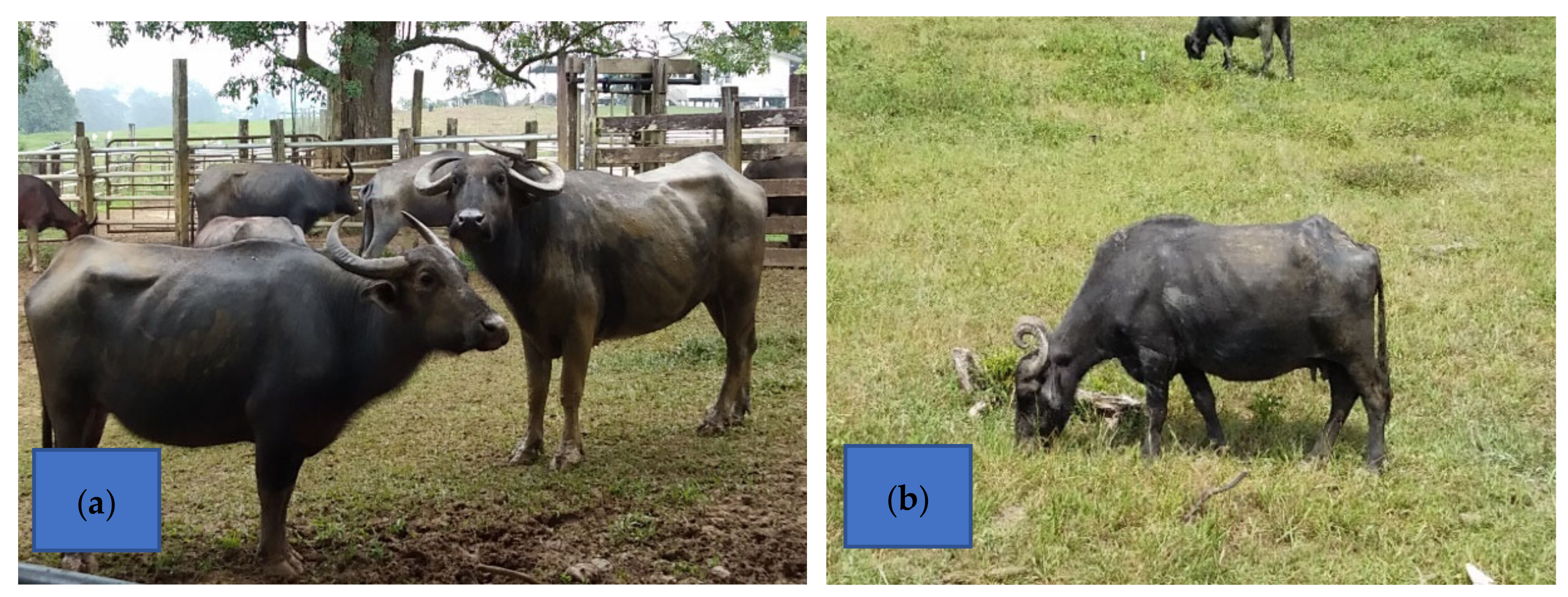 Animals 11 02033 g002 Animals 11 02033 g002