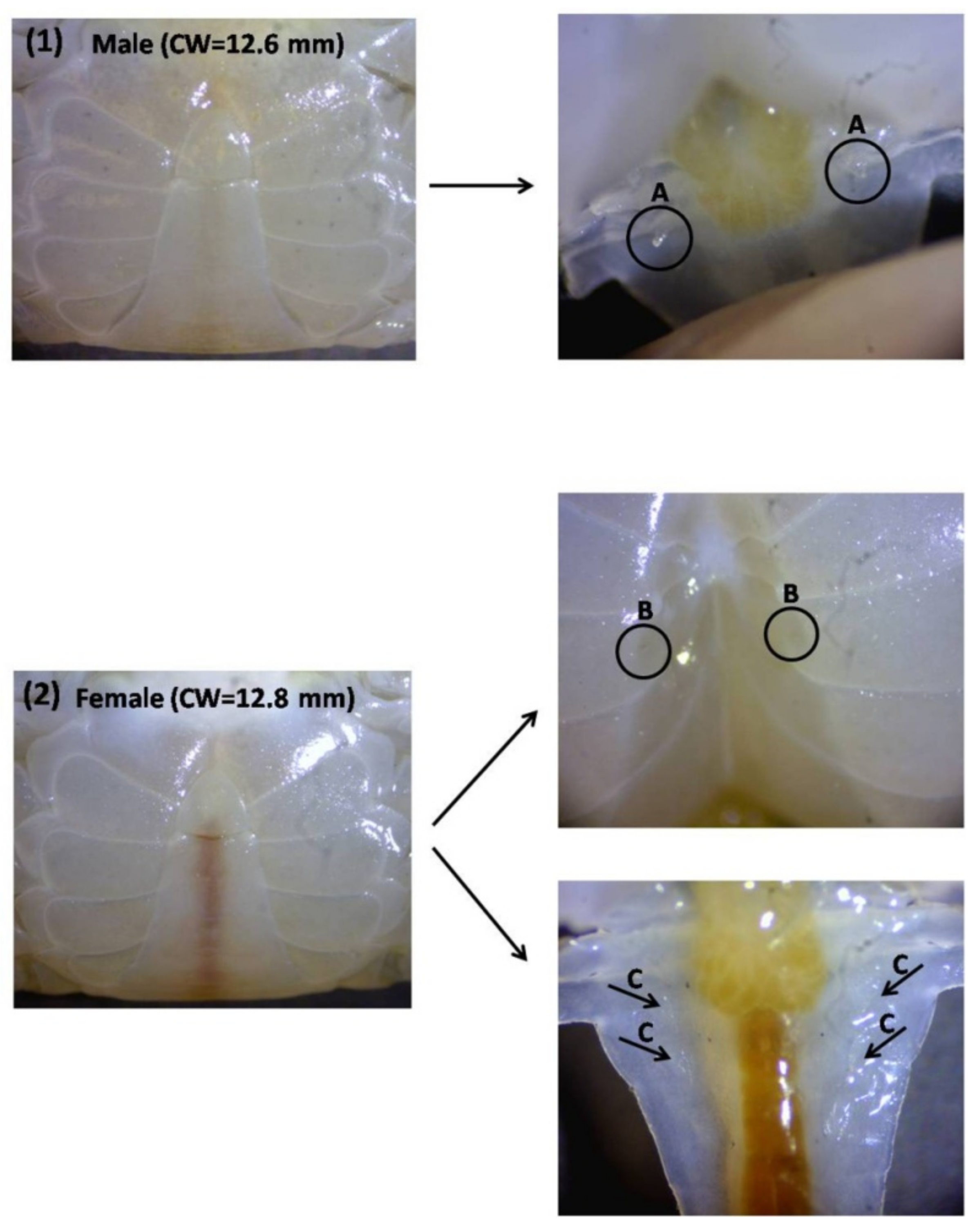 Animals 11 02034 g002 550