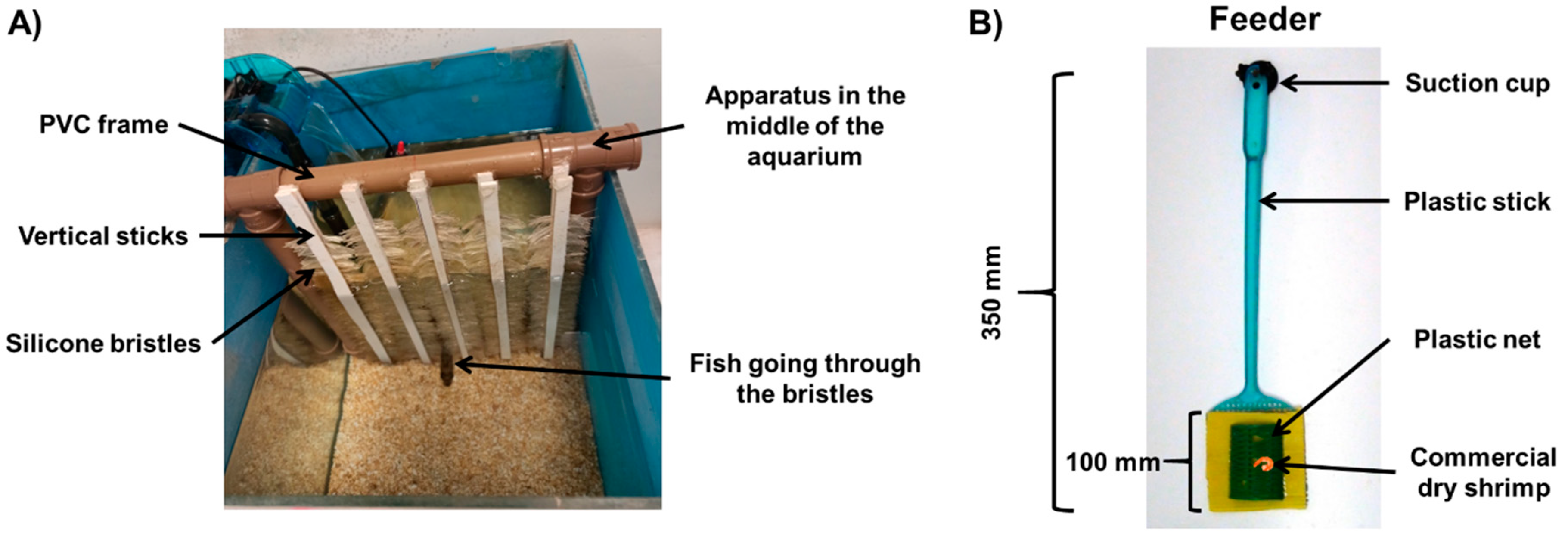 Animals 11 02042 g001