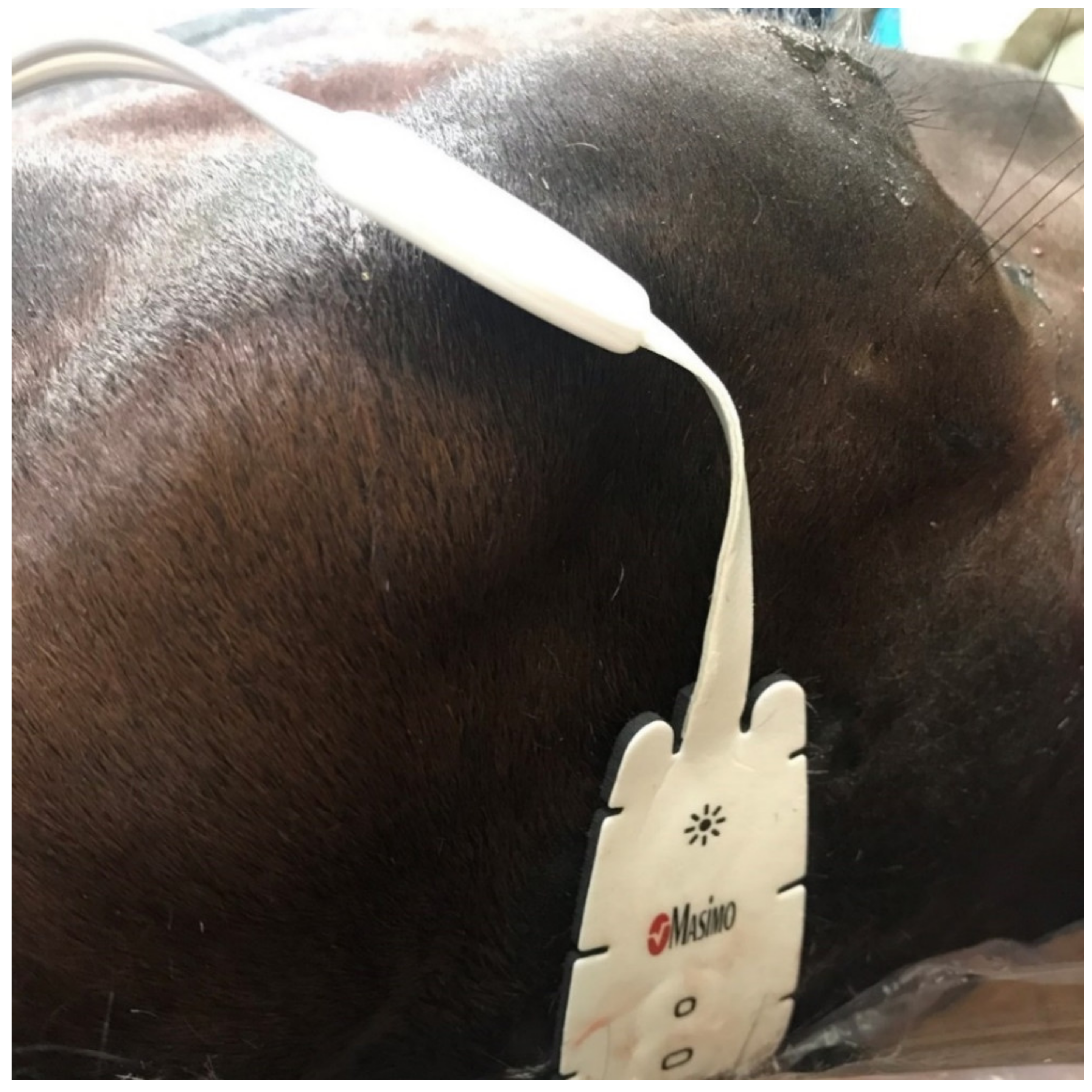 Animals 11 02049 g002 Animals 11 02049 g002