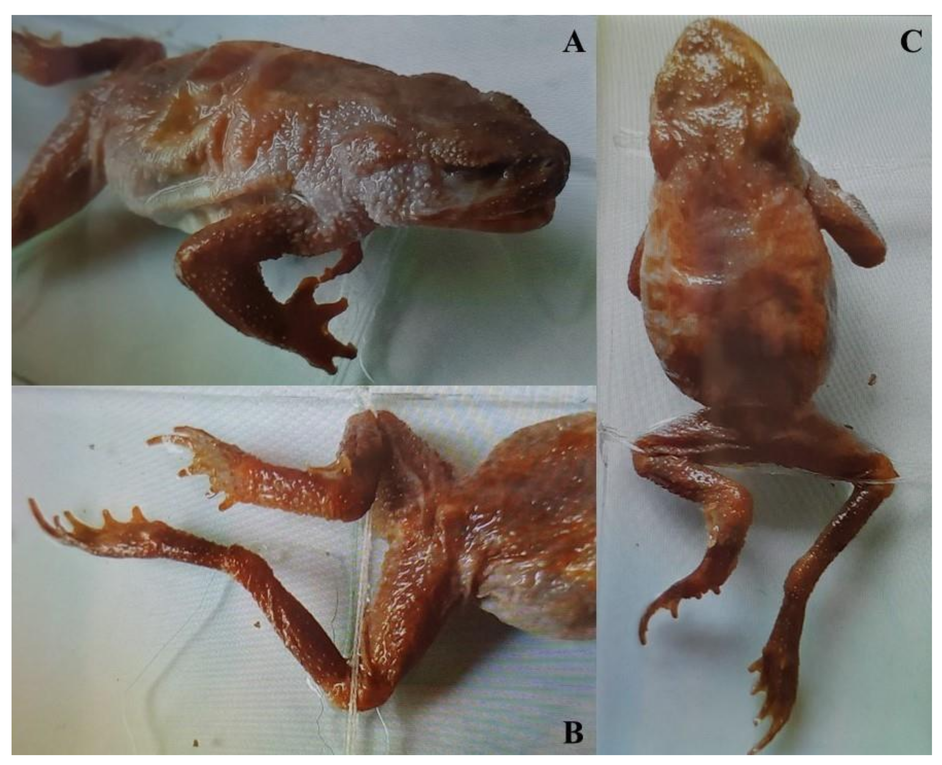 Animals 11 02057 g002