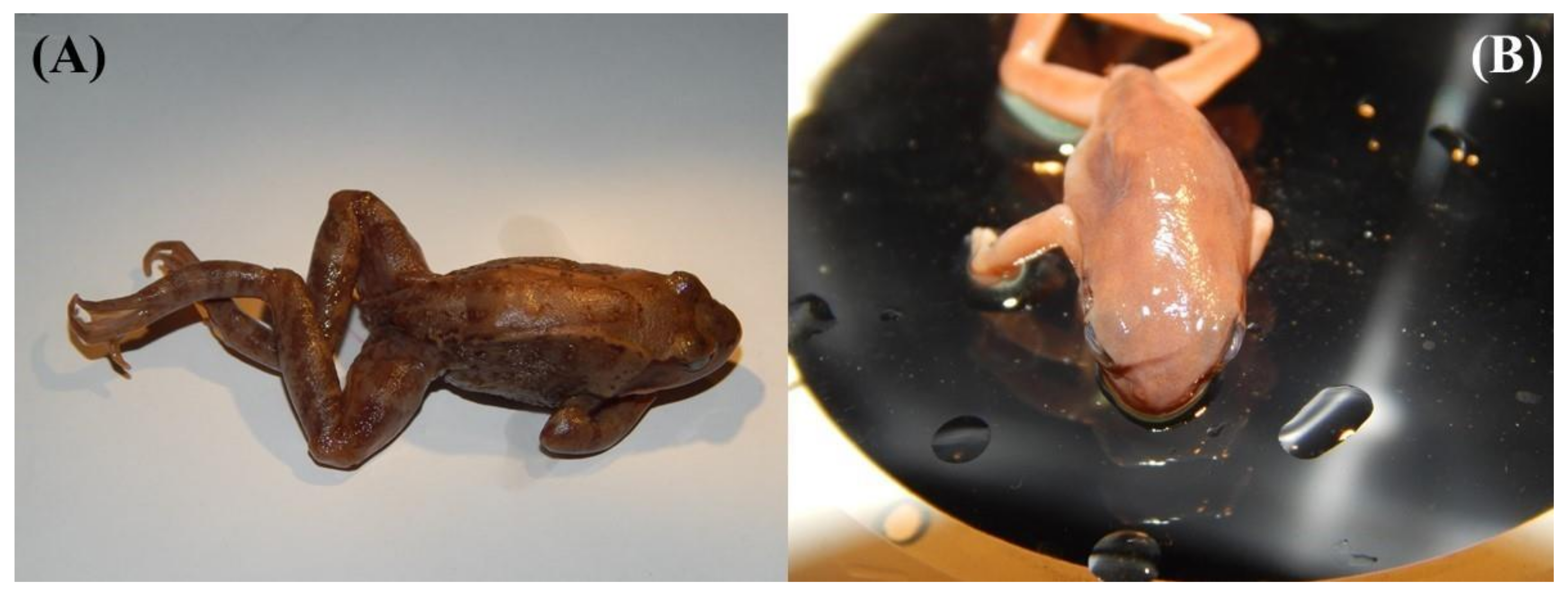 Animals 11 02057 g005