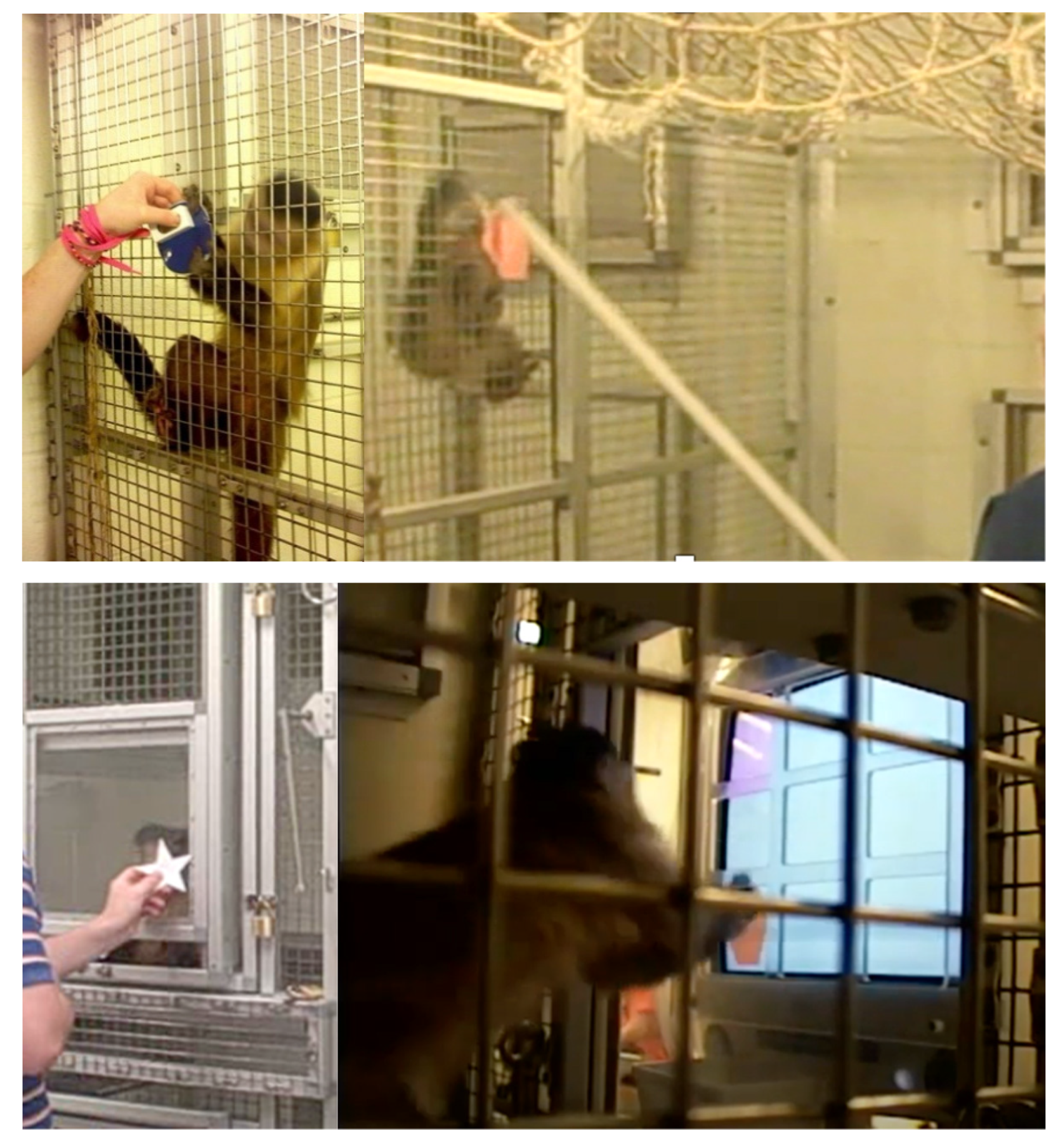 Animals 11 02070 g005 550