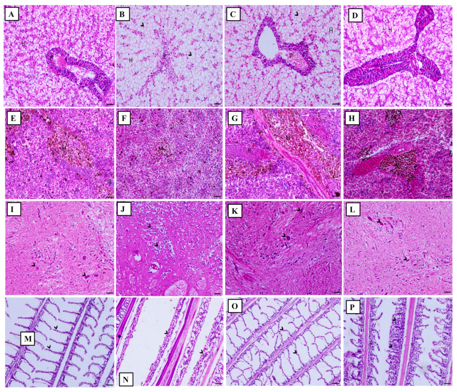 Animals 11 02072 g004 Animals 11 02072 g004